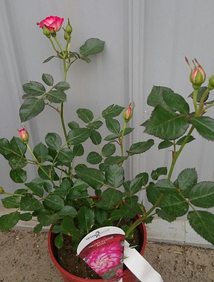 Roses are always a clear winner for Mom! But instead of cut flowers that will die in a few weeks, what about a potted hardy rose that she can plant in her yard and enjoy all summer and then again next year!!