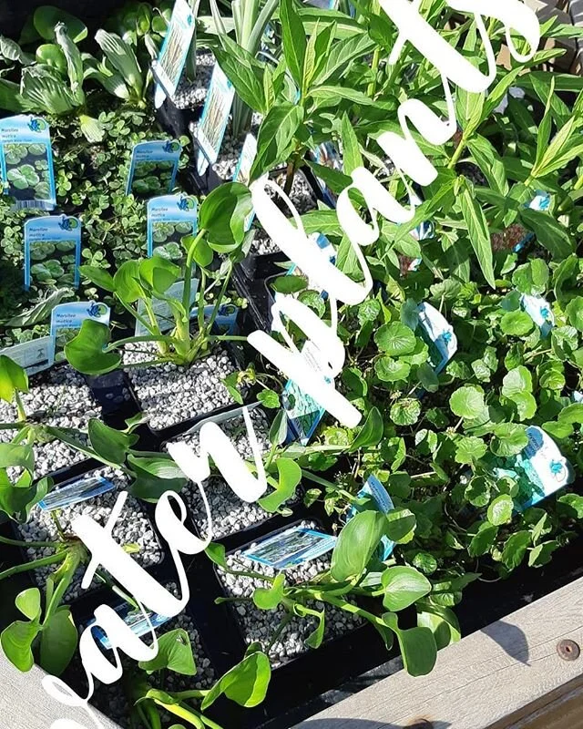 Water plants have arrived!