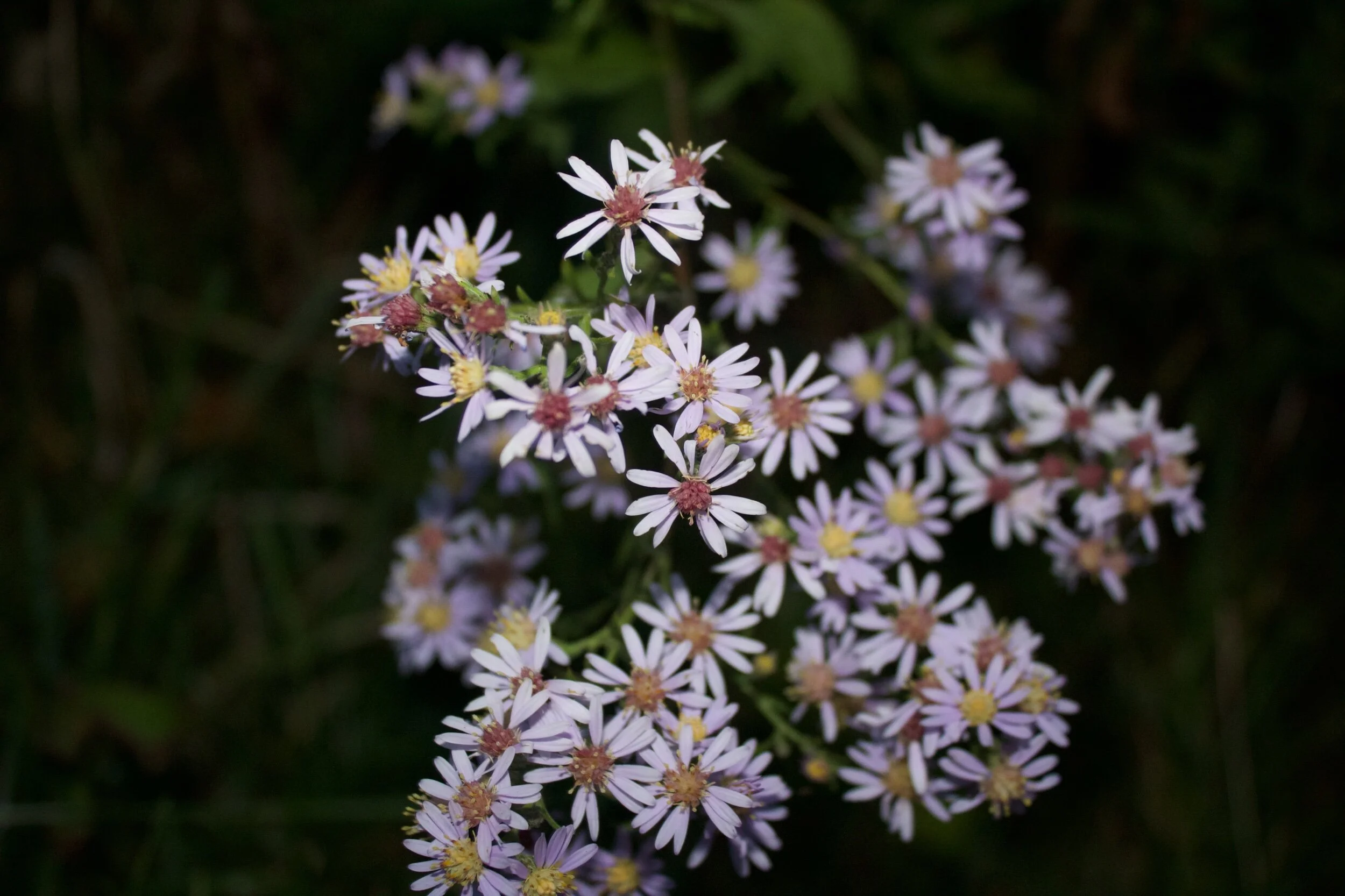 8A5DE982-A4FA-4117-A0C2-50E06FC68BEF