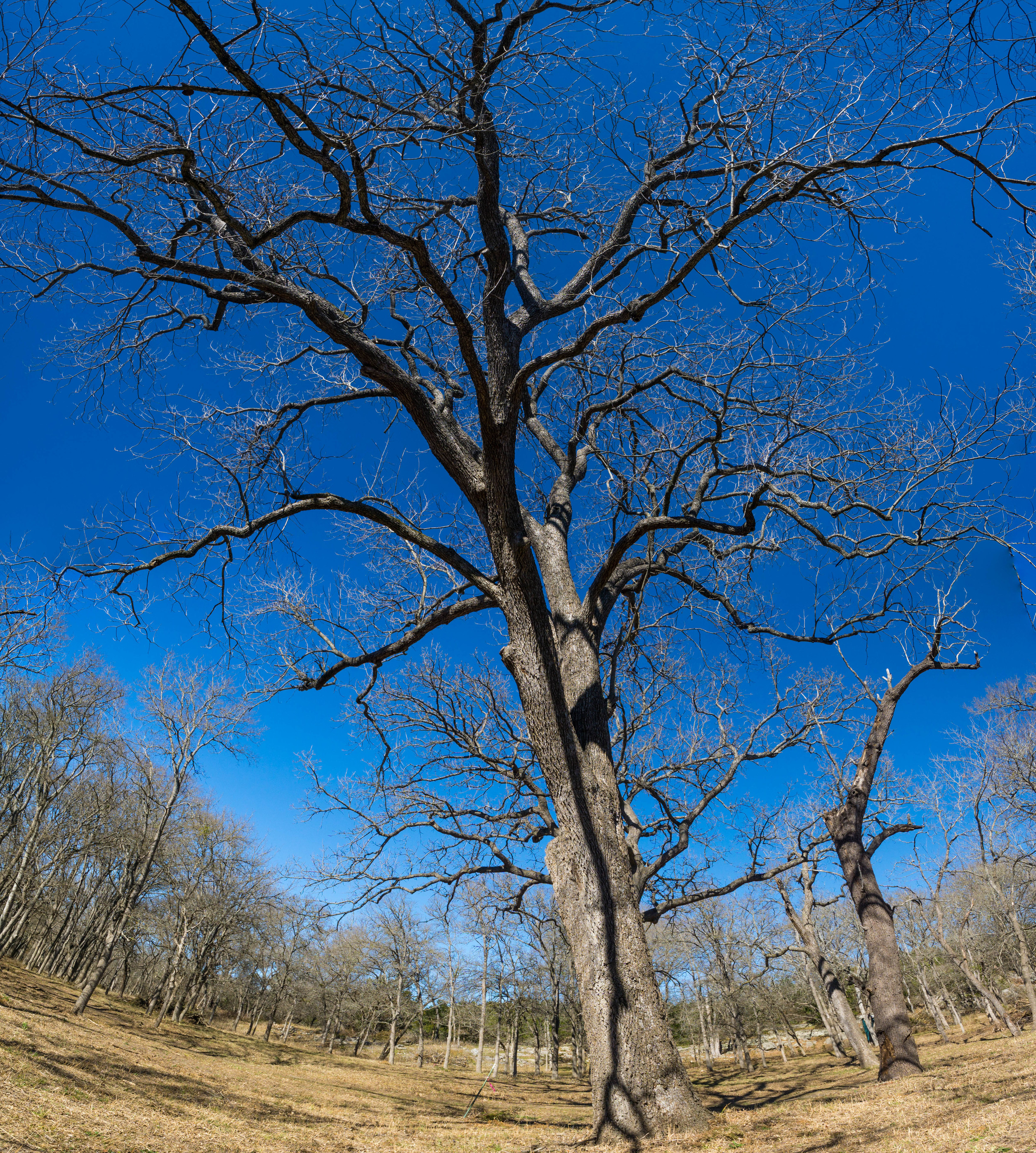 _DSC0045-2-Pano.jpg