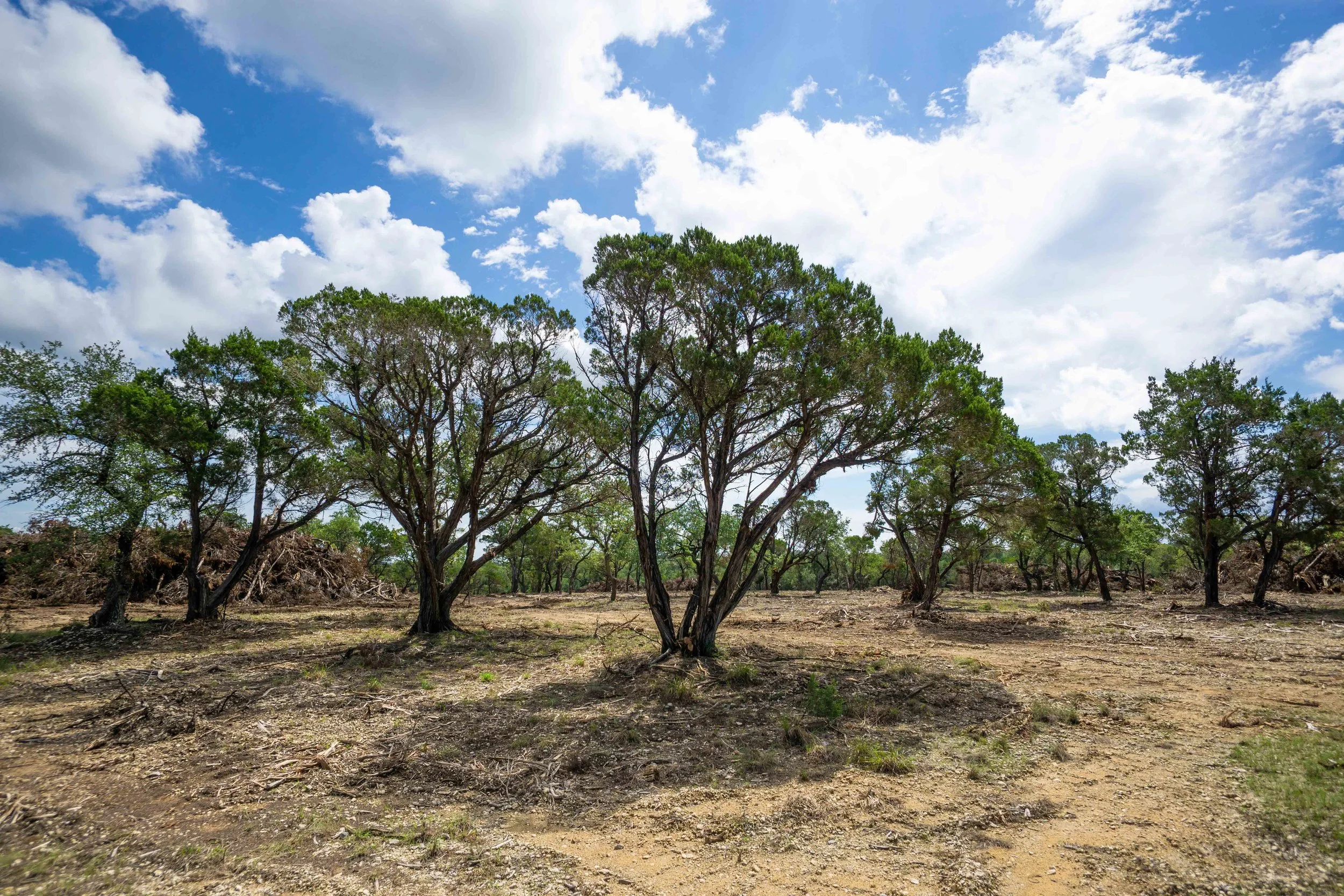 Belterra Land Clearing Project Kleensite