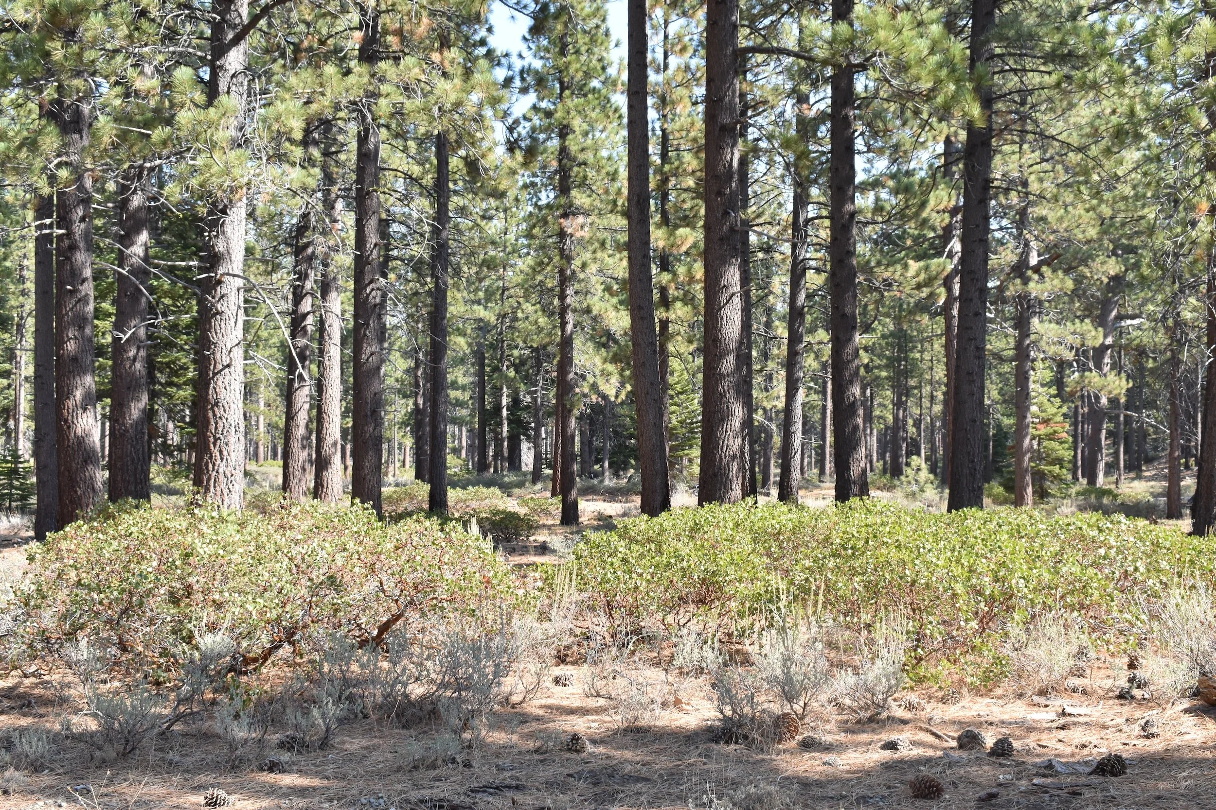3 Benefits of Cedar Tree Clearing in Texas — Kleensite