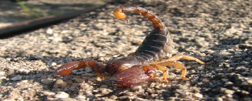 Indian Red Scorpion Facts — Seven Hills School Library