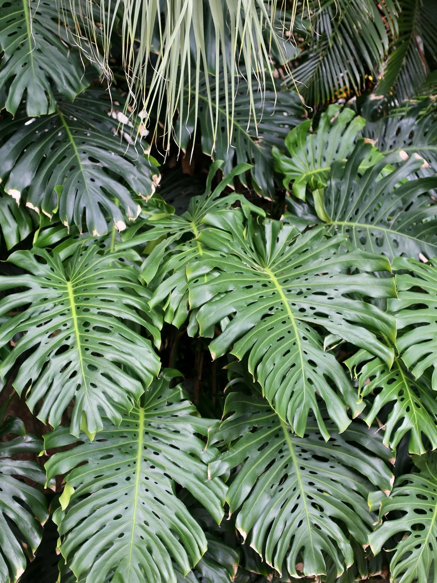 Botanical Moments | St. Thomas 🌿🌿🌿