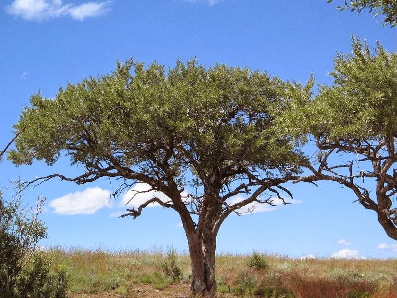 Cercocarpus ledifolius.jpg (Copy)