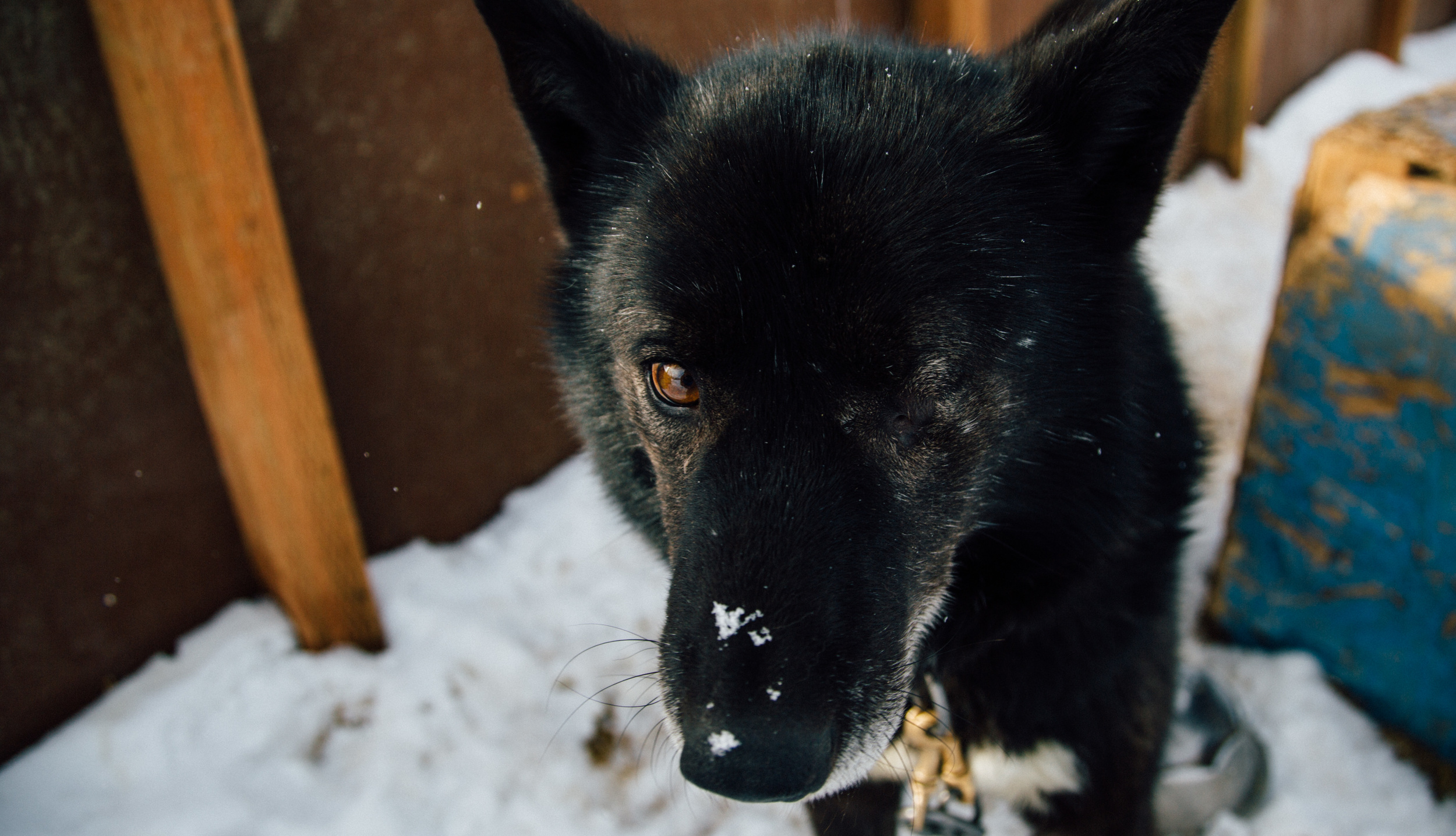 This precious sled dog only had one eye