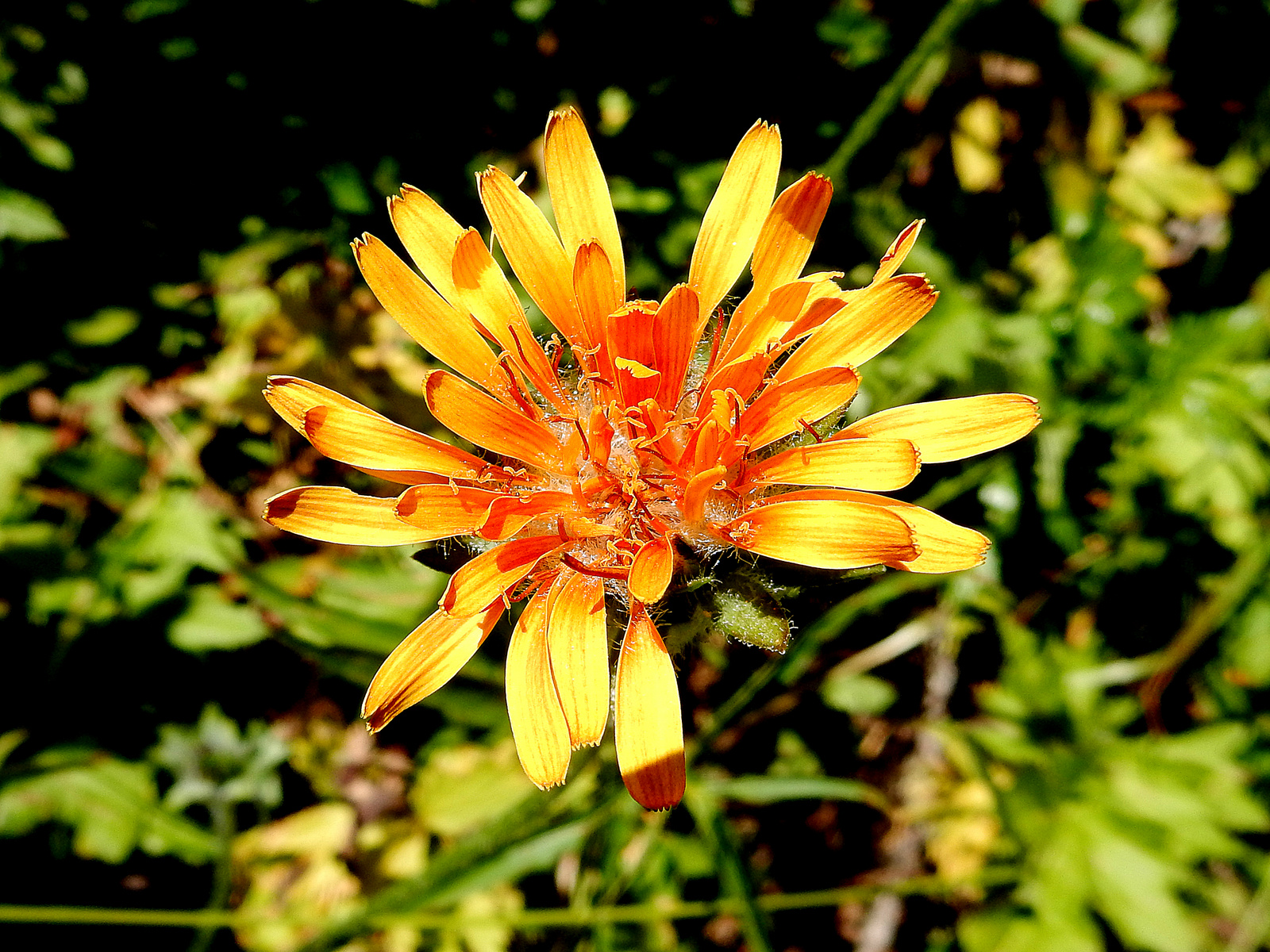  SUMMER - Northern Microseris 