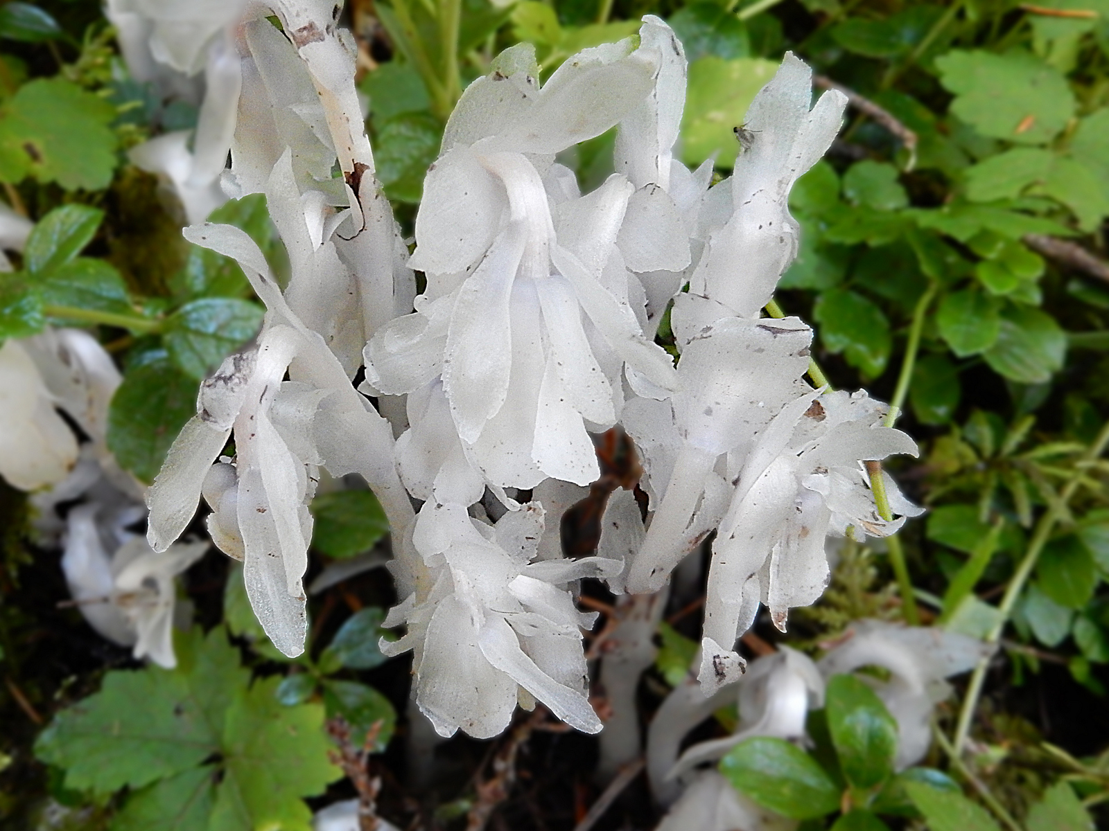  SUMMER - Single-Flowered Indian Pipe (Ghost Plant) 