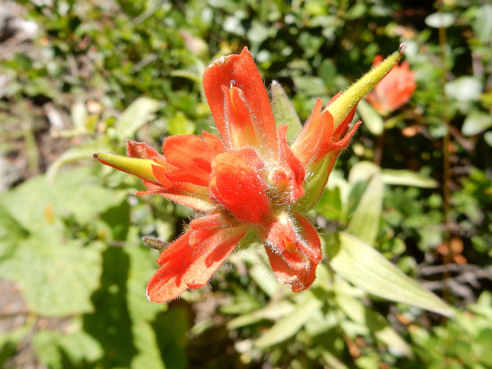  SUMMER - Harsh Indian Paintbrush Broomrape 