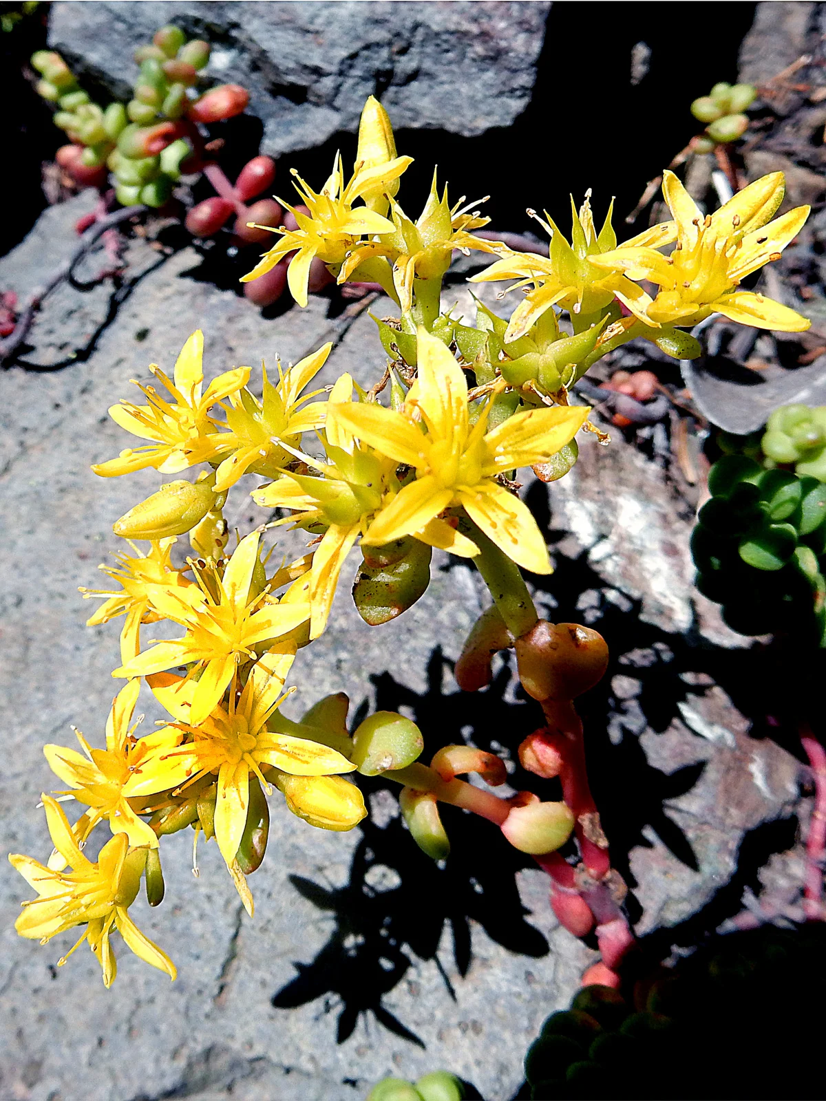 SUMMER - Pacific Stonecrop