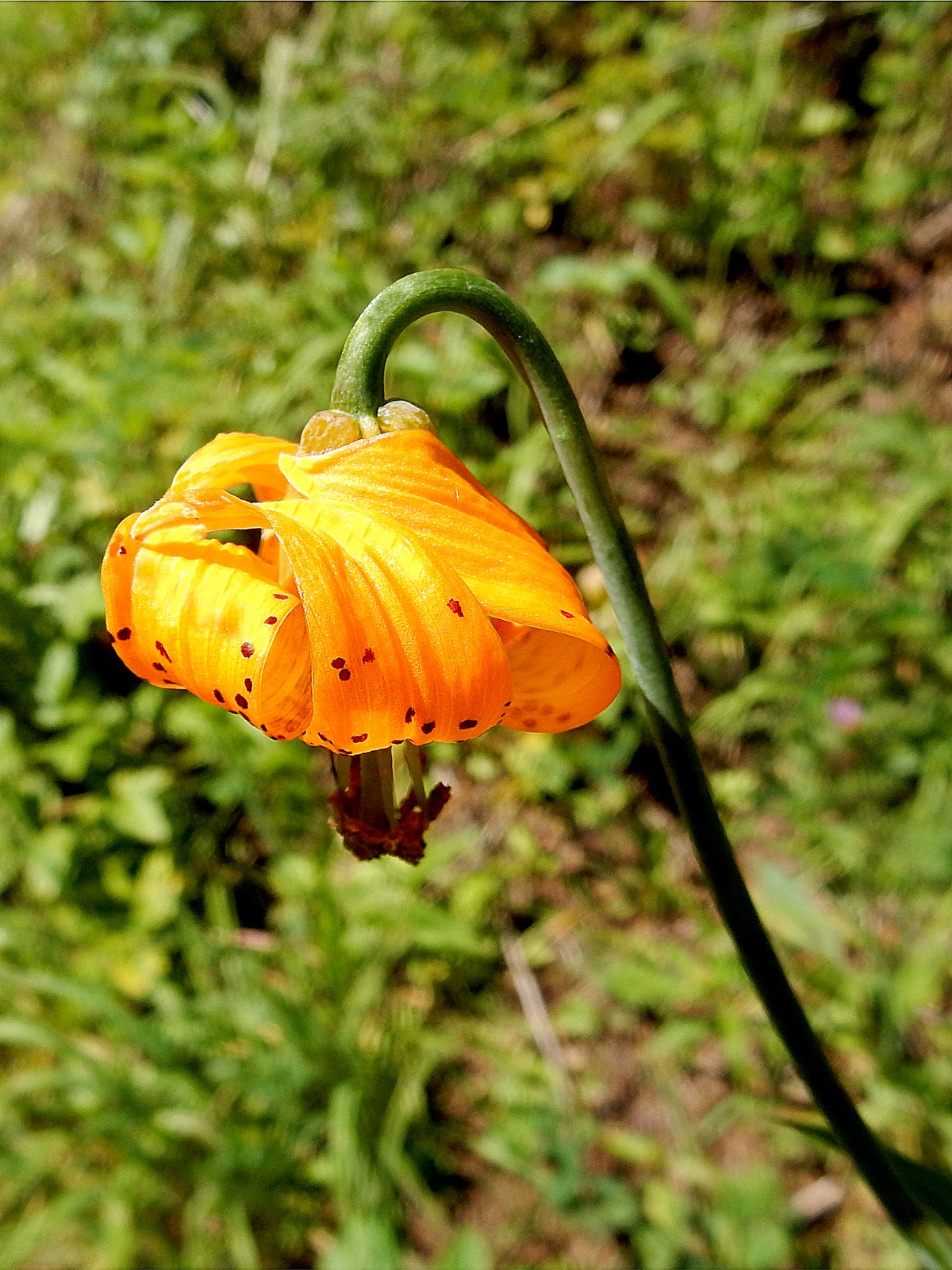  SUMMER - Columbian Lily 