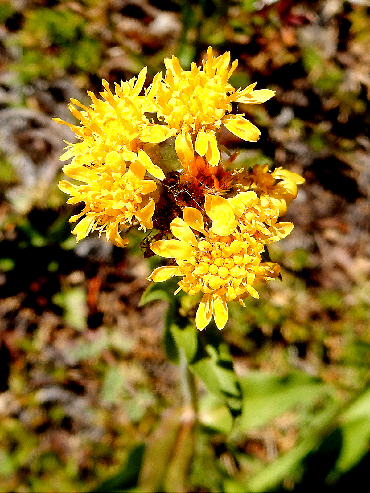  SUMMER - Cascade Canada Goldenrod 