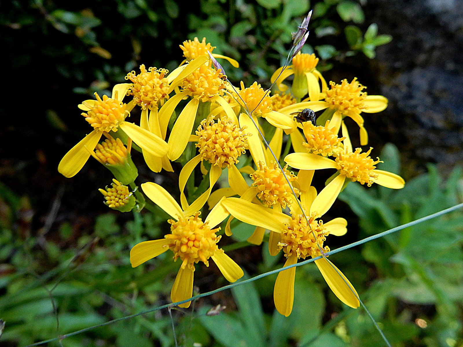  SUMMER - Flett's Ragwort 