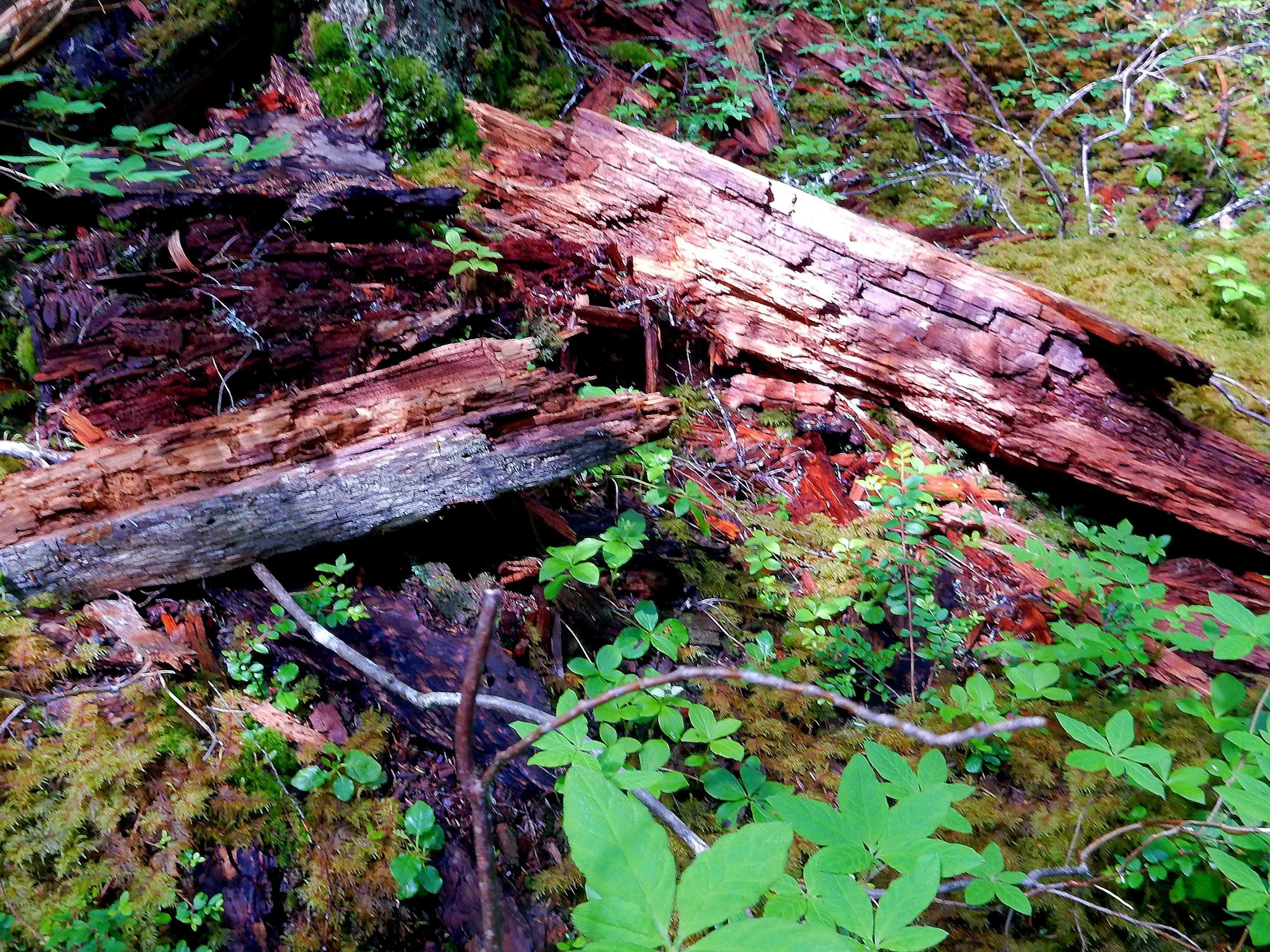 SUMMER - Forest colors