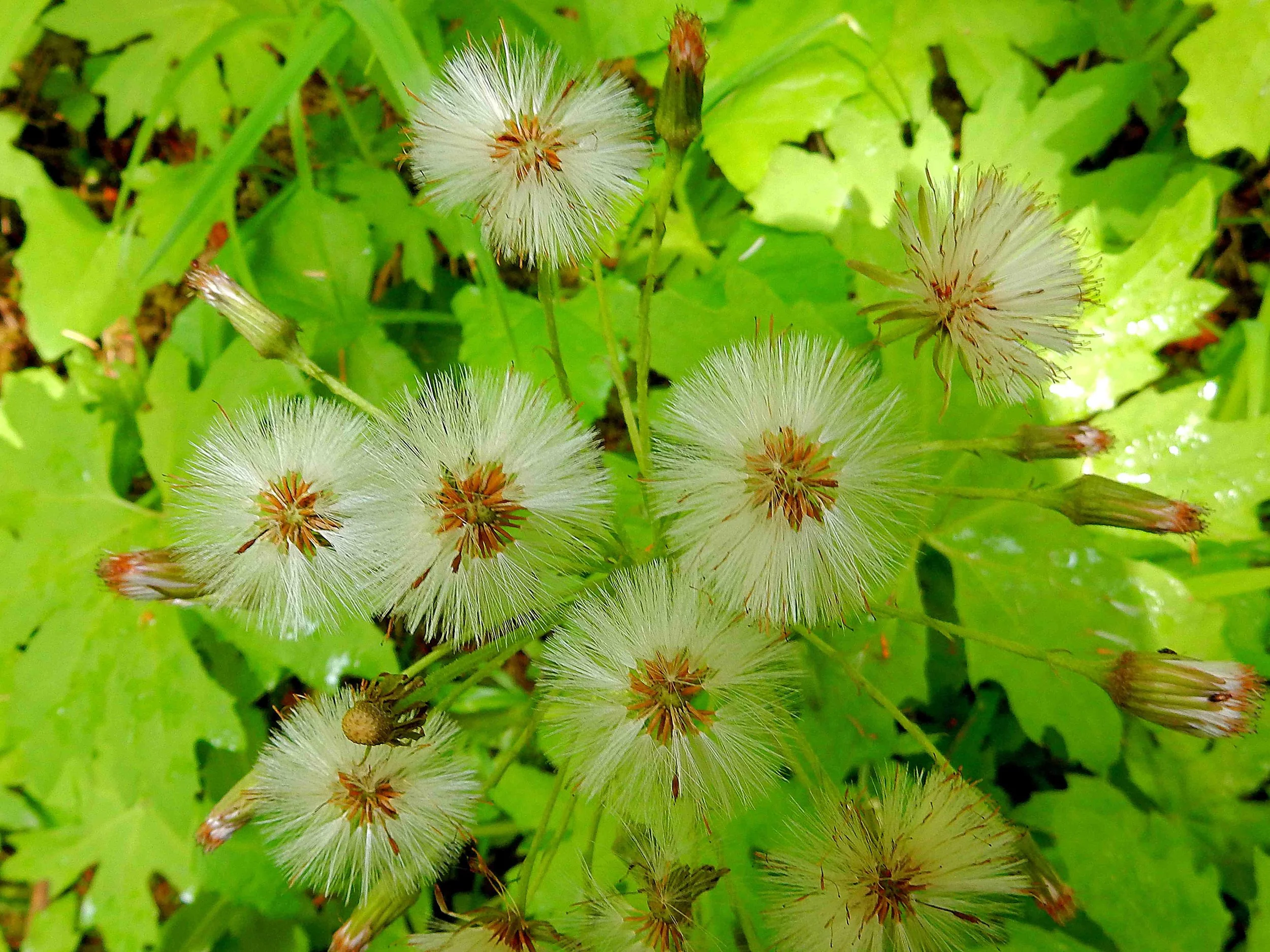 SUMMER - Dandelions