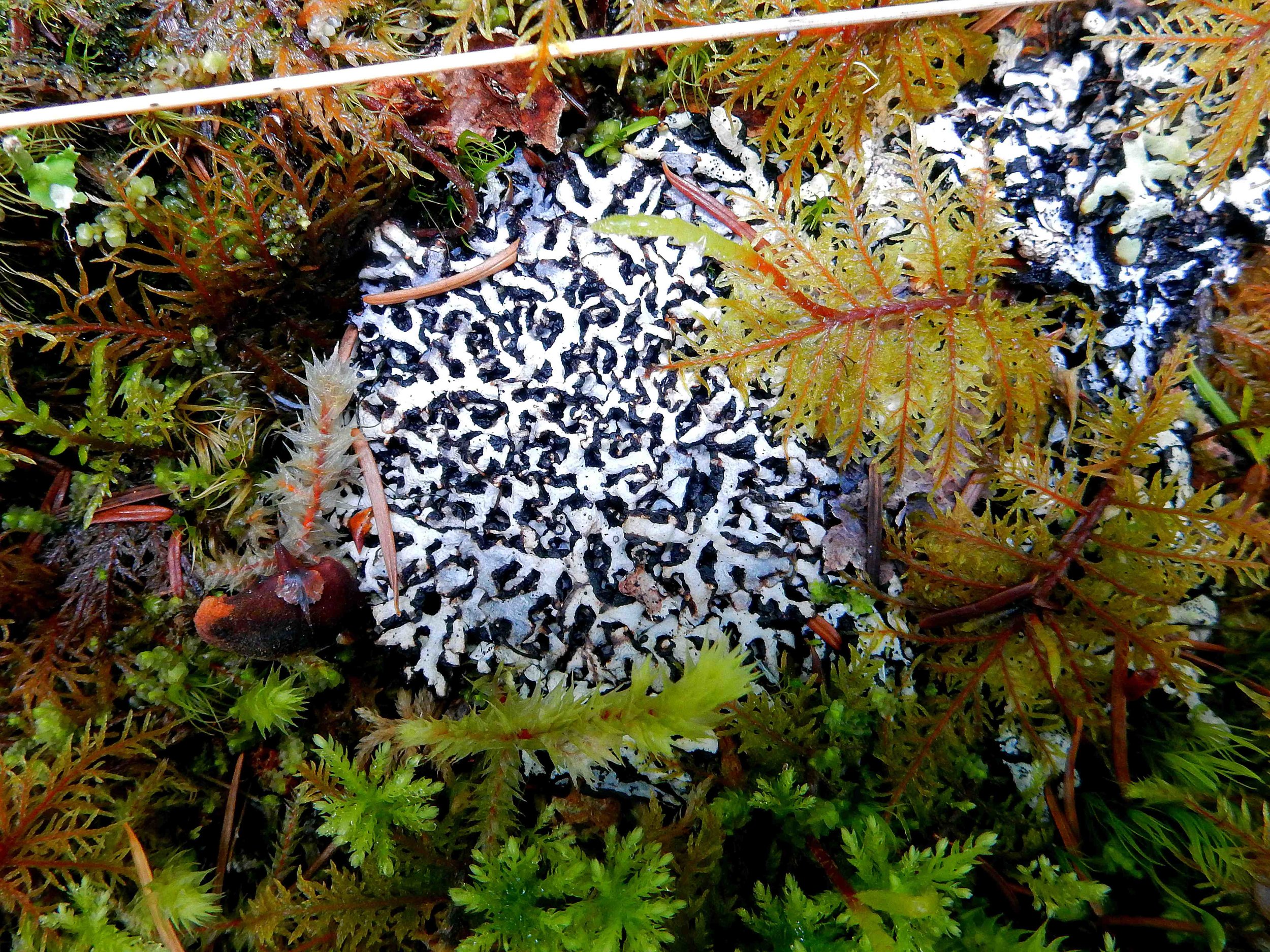  SUMMER - Things you see on the forest floor 