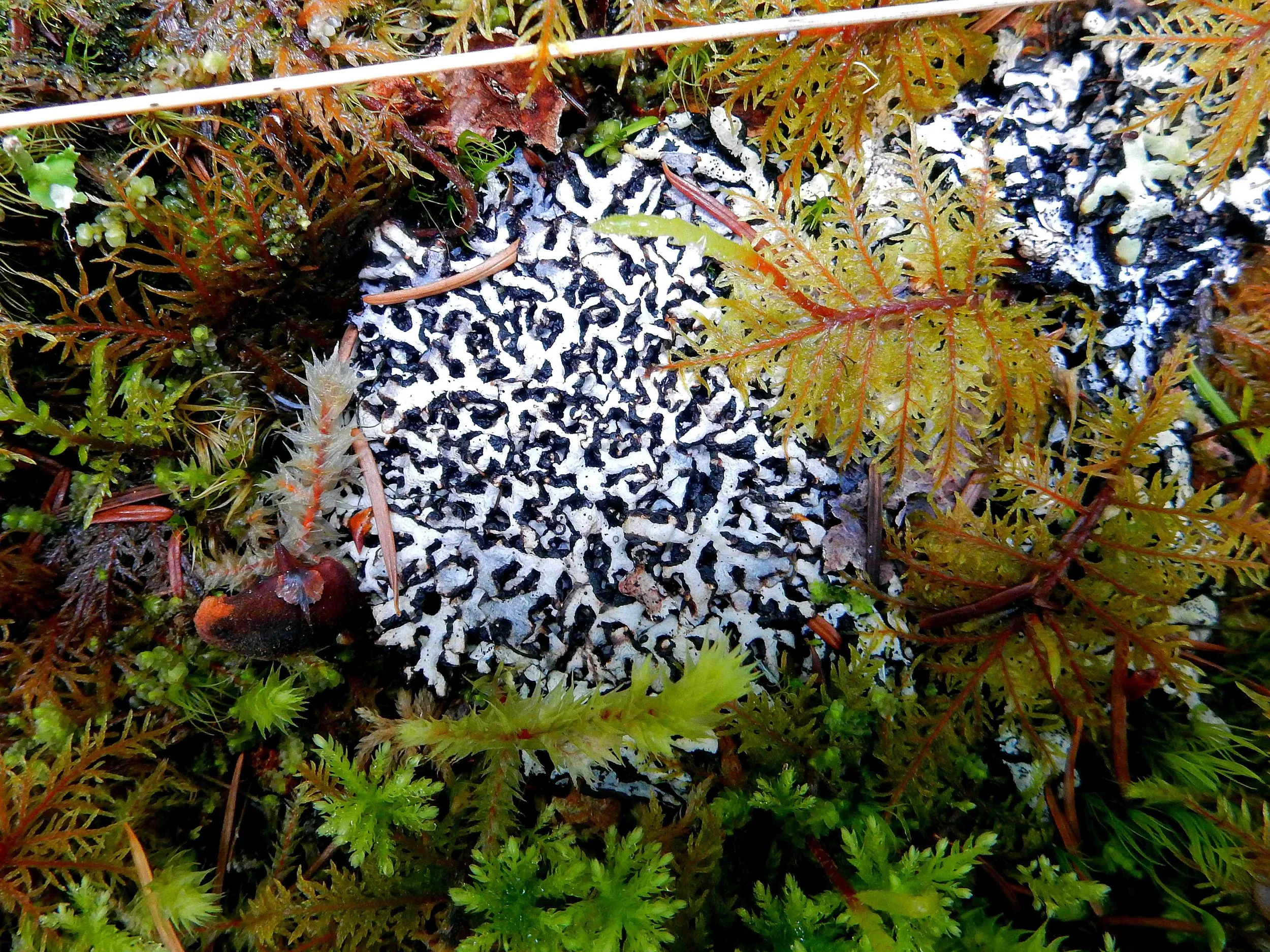 SUMMER - Things you see on the forest floor
