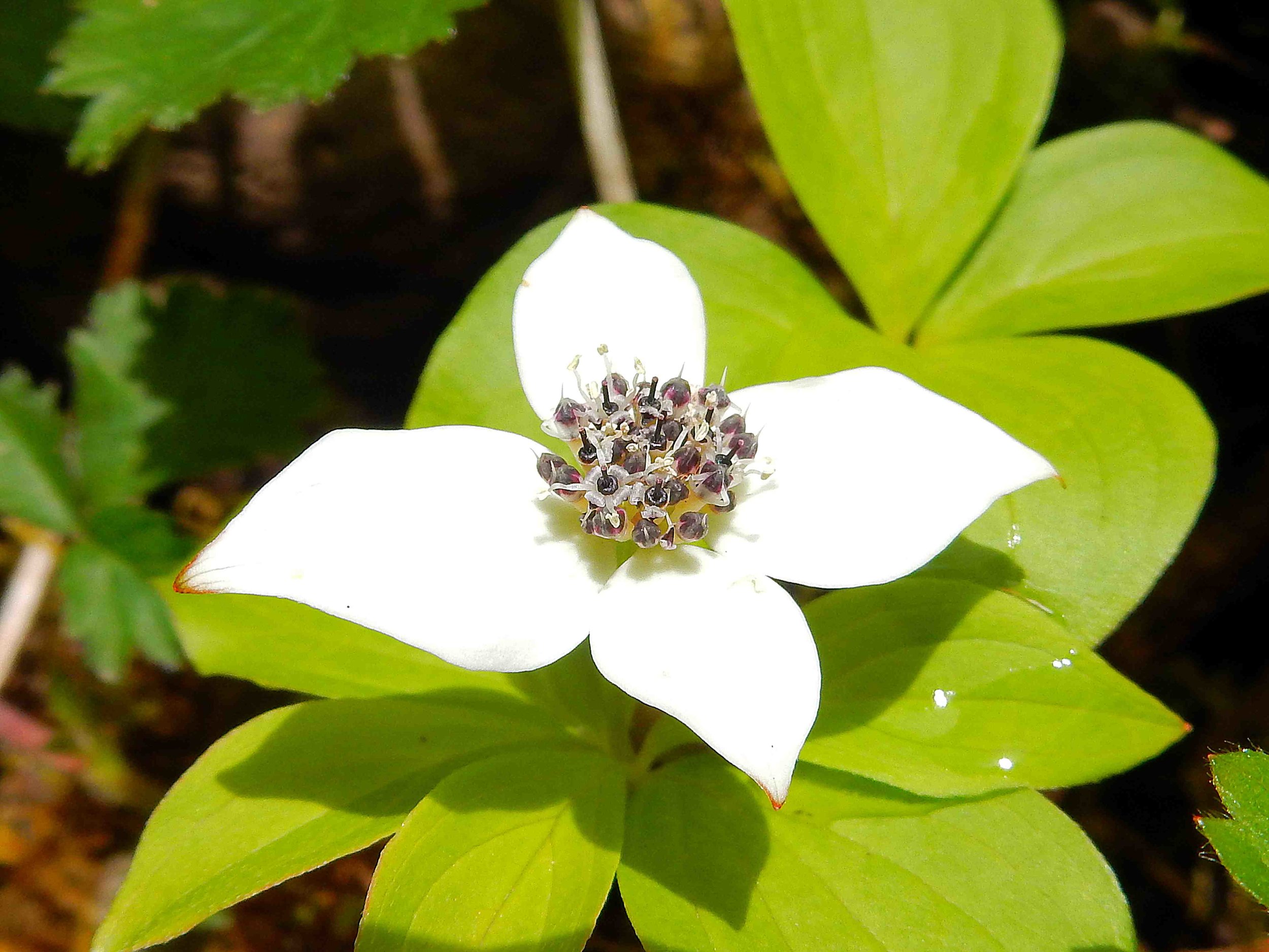  SUMMER - Pacific Dogwood 