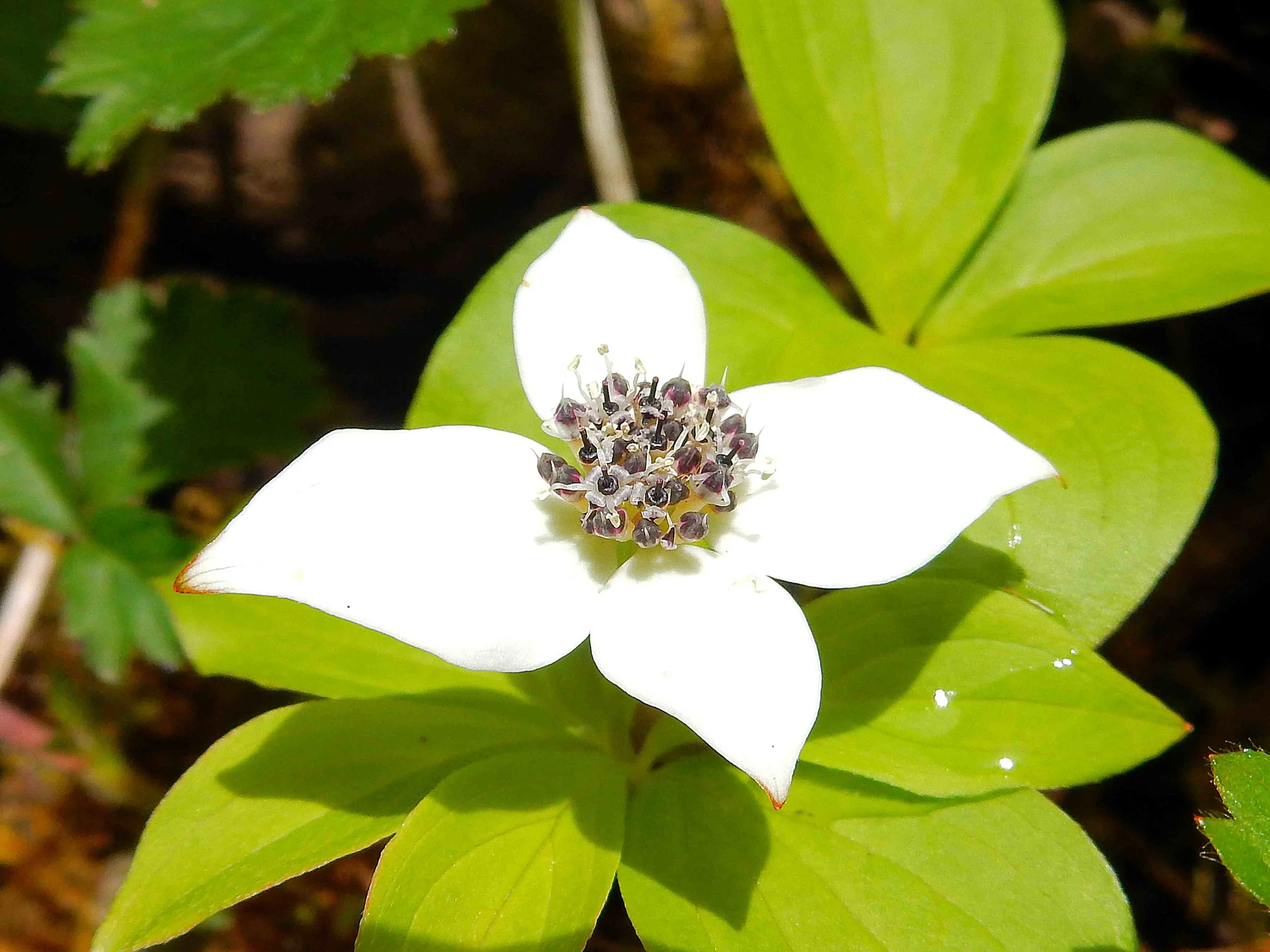 SUMMER - Pacific Dogwood