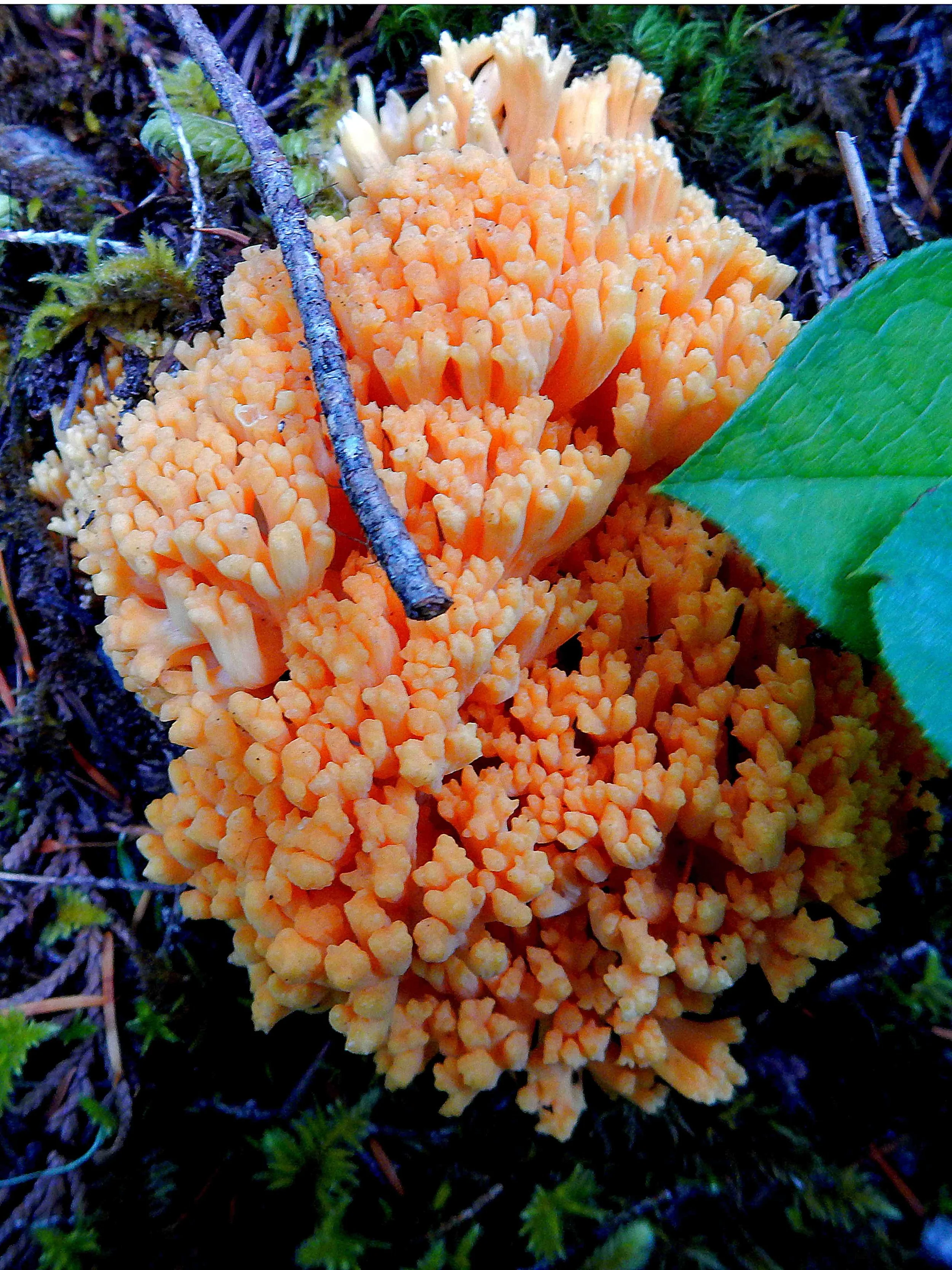 SUMMER - Coral mushroom