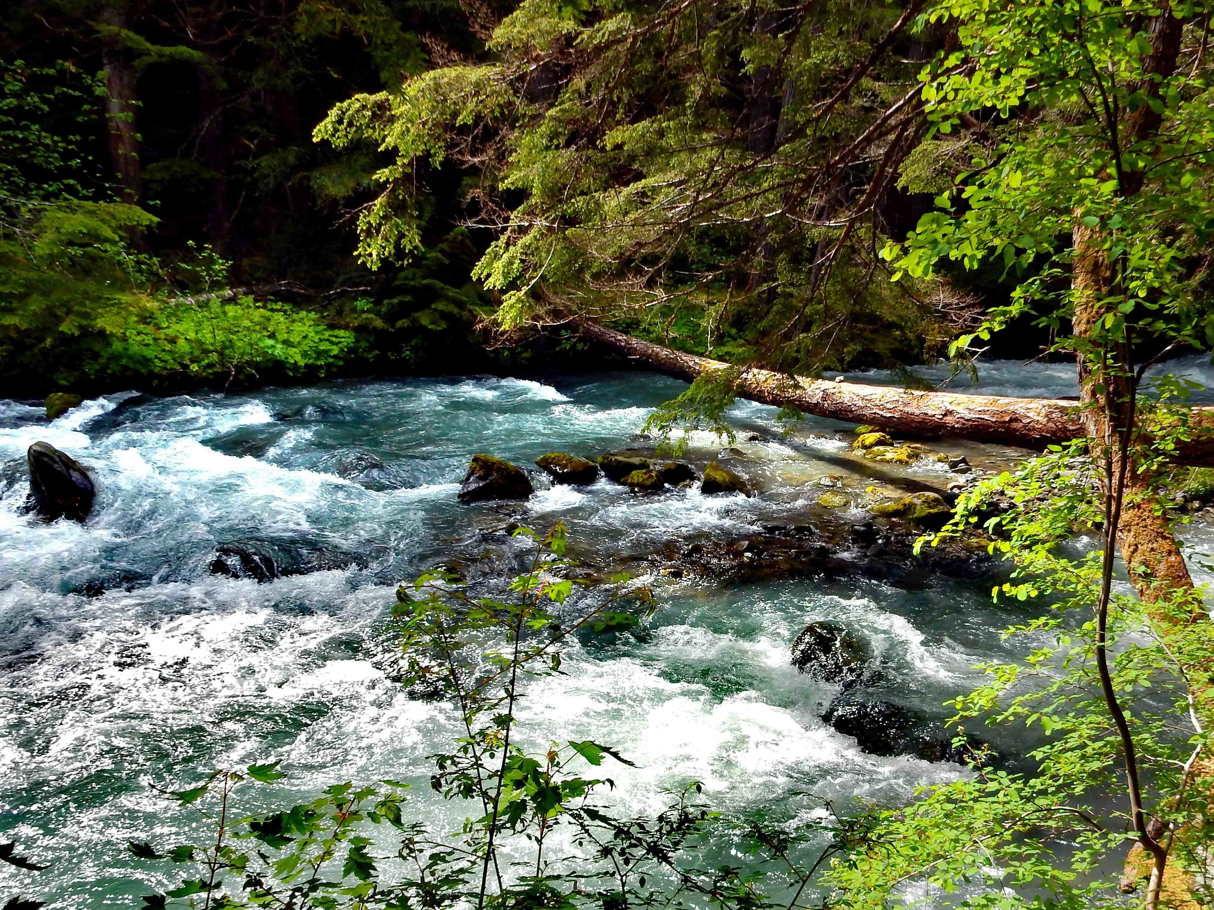 SUMMER - Dungeness River