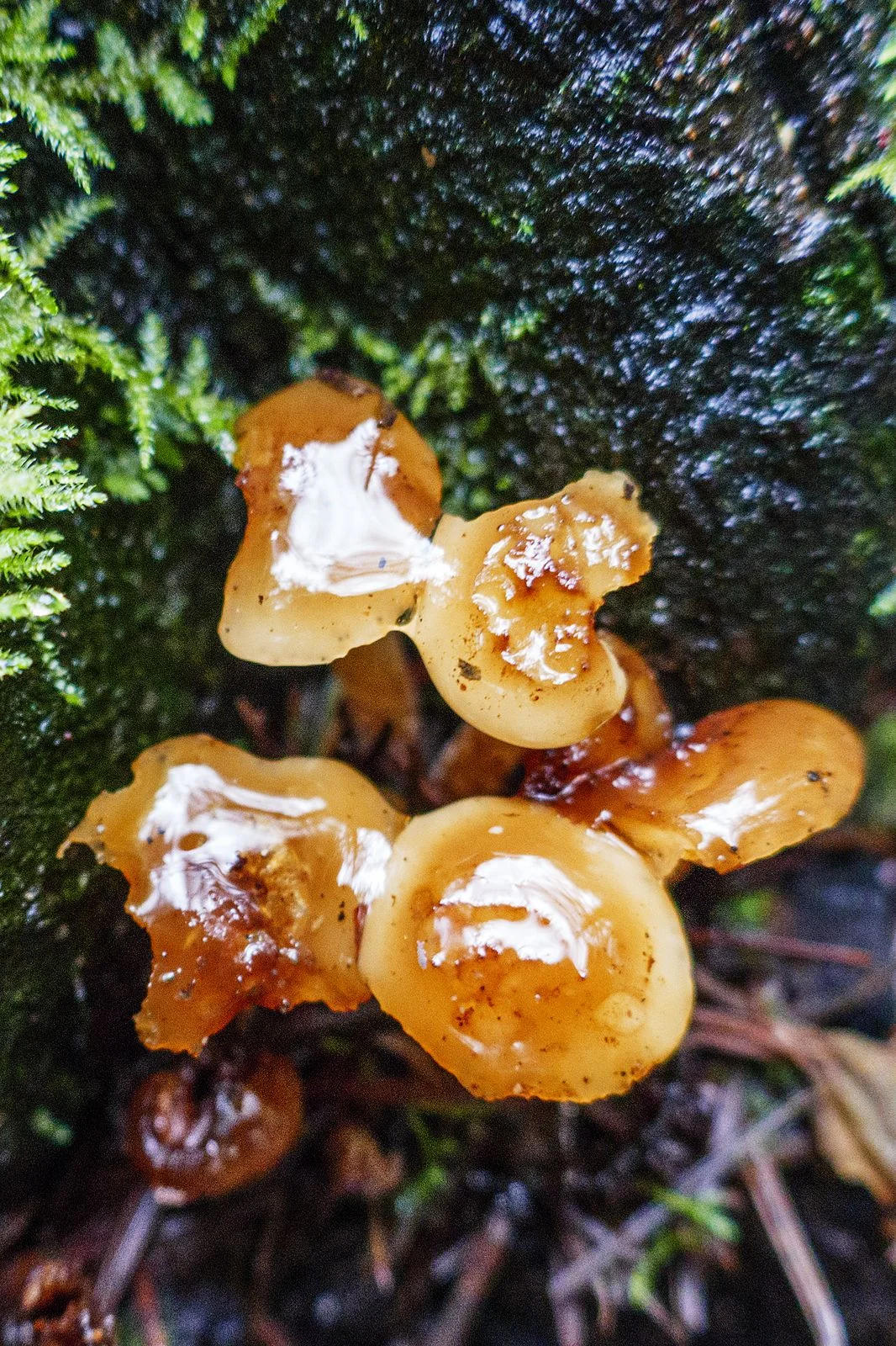 A little teardrop of a mushroom - I like the shine