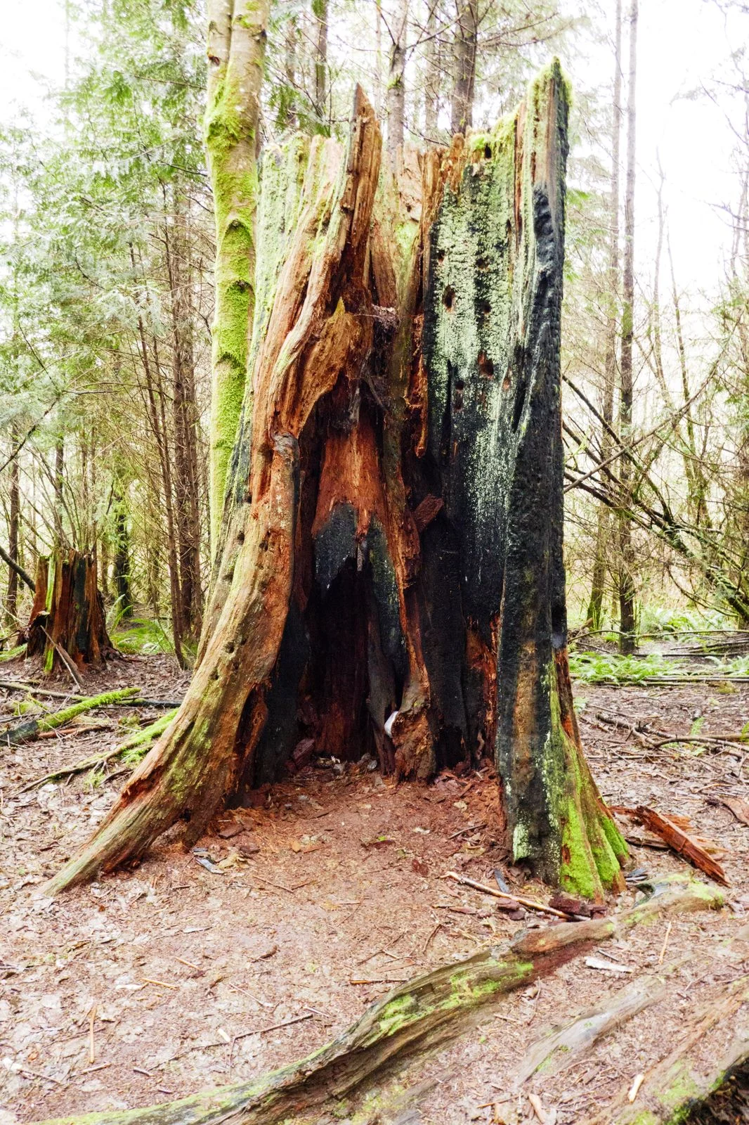 The trees were once much larger