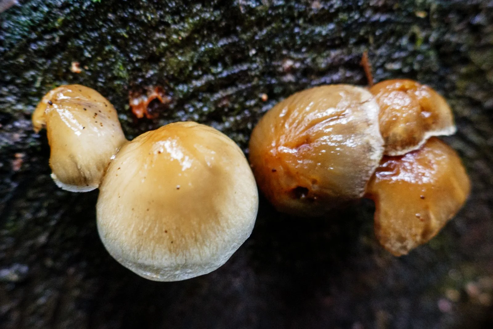 Some of the mushrooms on the trail - I like the colors