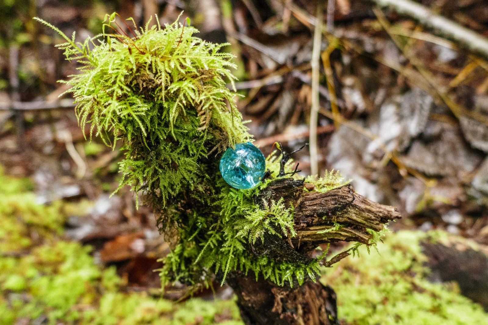 Someone left a little surprise in the woods