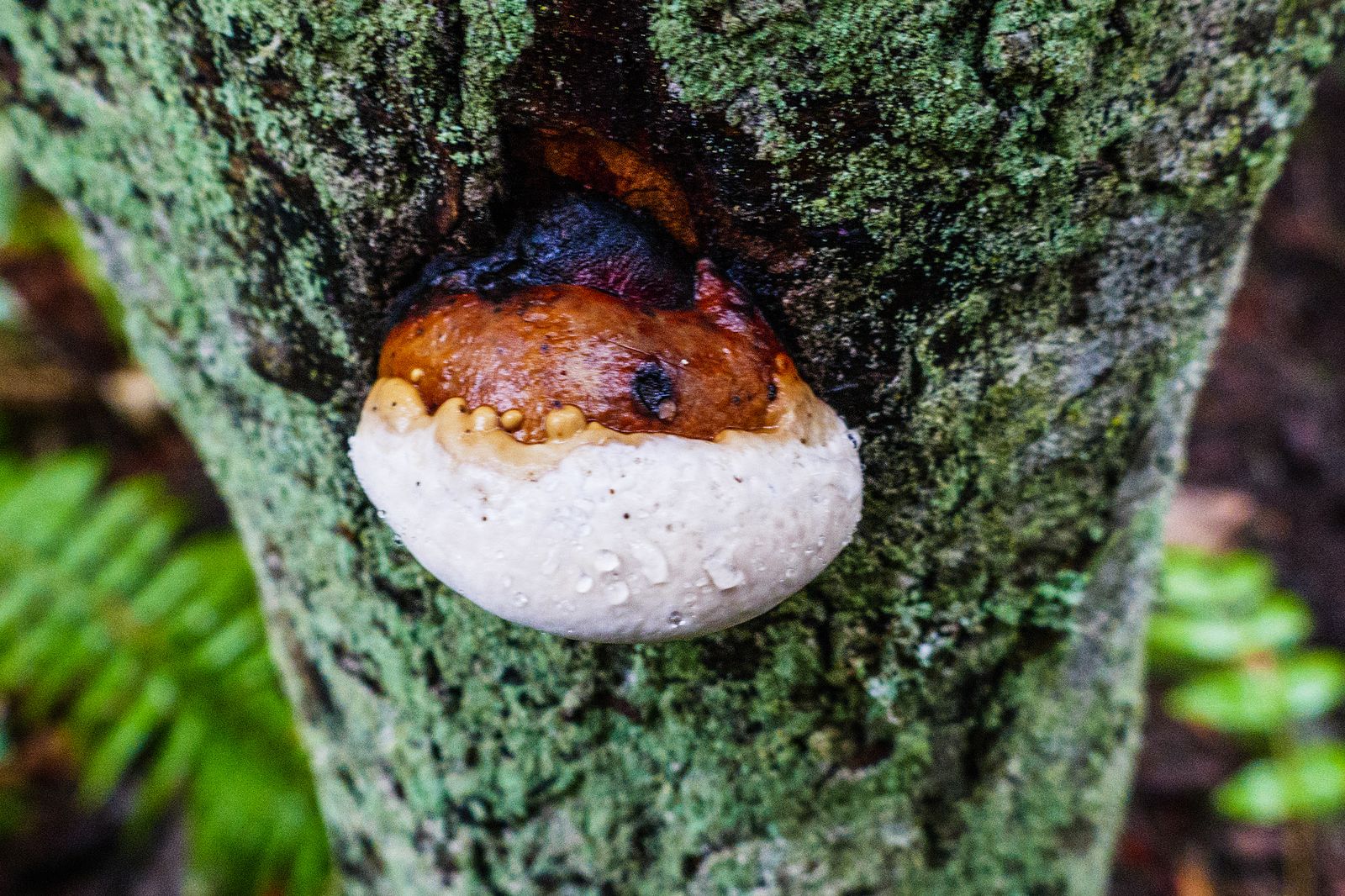 Mushrooms - the flowers of the deep woods