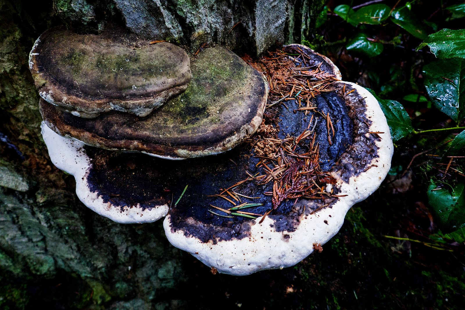 Mushrooms like flowers come in many shapes