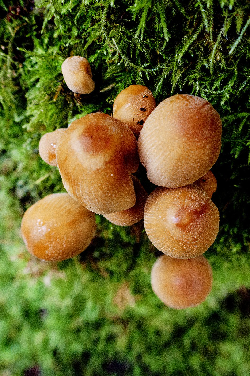  Last little clump of mushrooms - color in the woods 