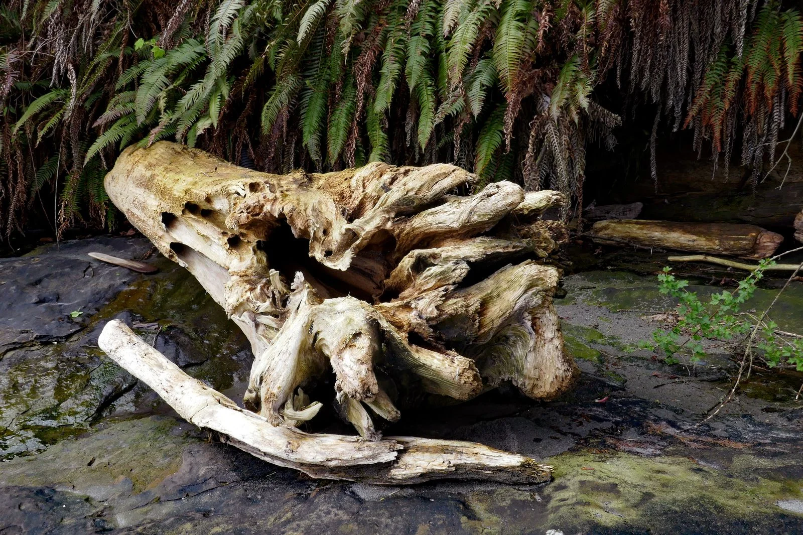 Some more of Mother Nature’s garden art