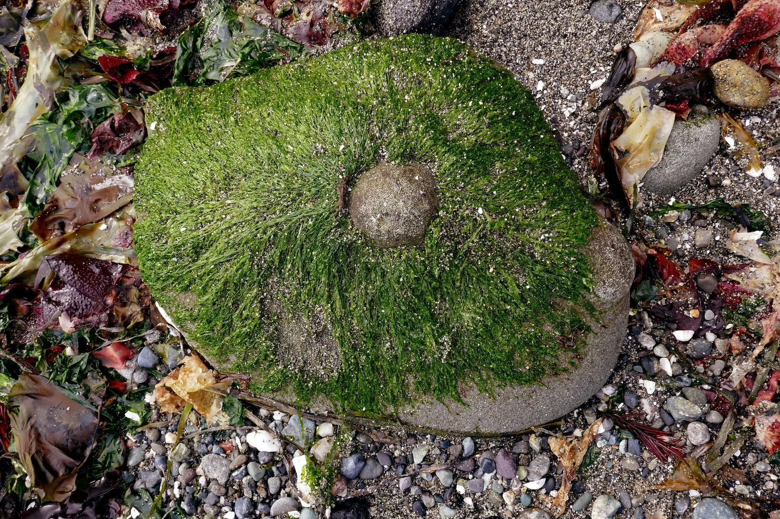 A nodule surrounded by seaweed