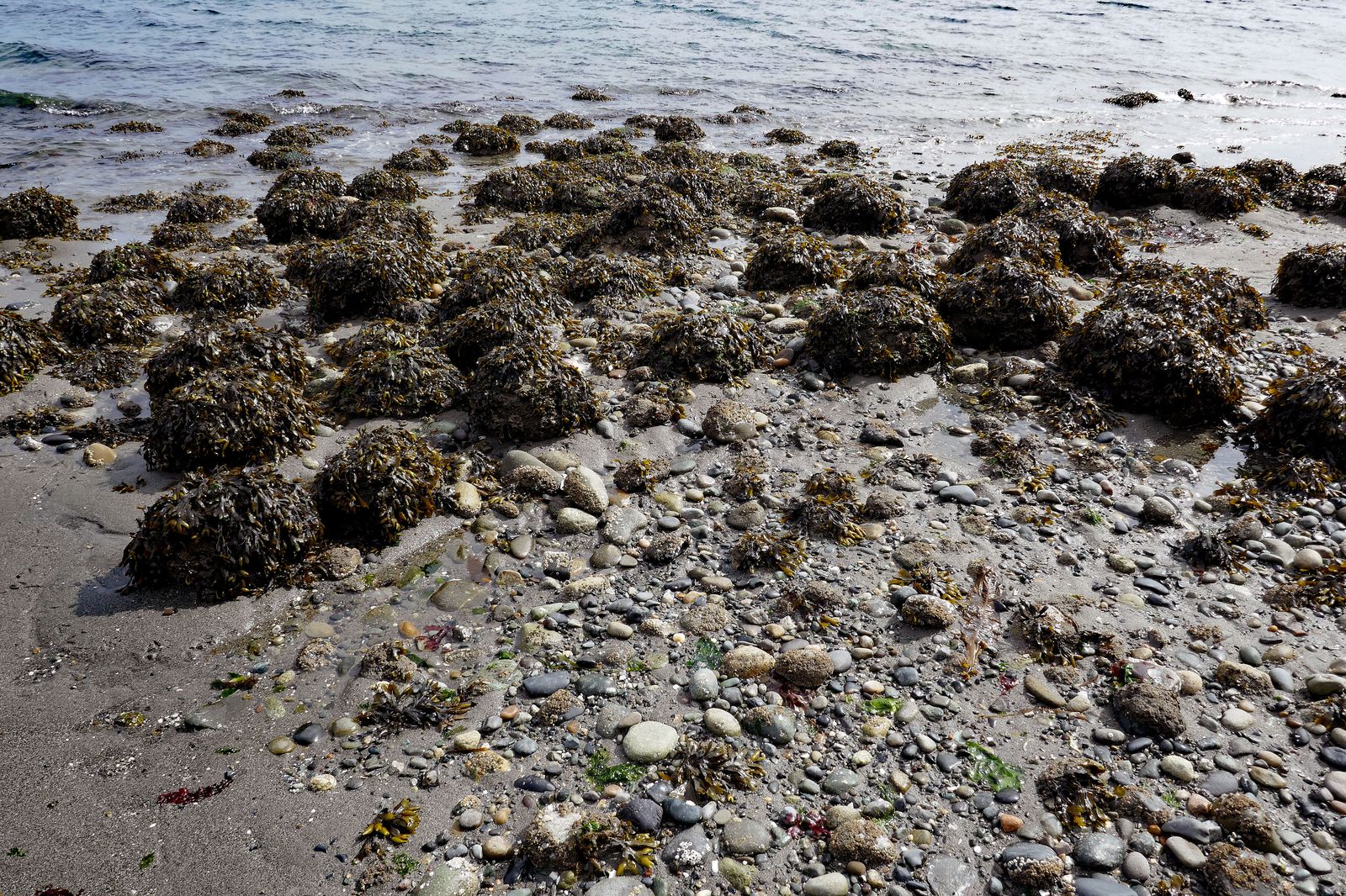  These seaweed covered nodules look like creatures crawling ashore 