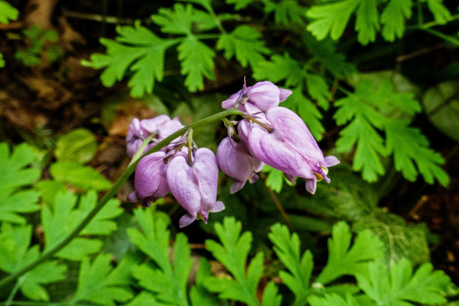 Some of the pretty flowers on the trail