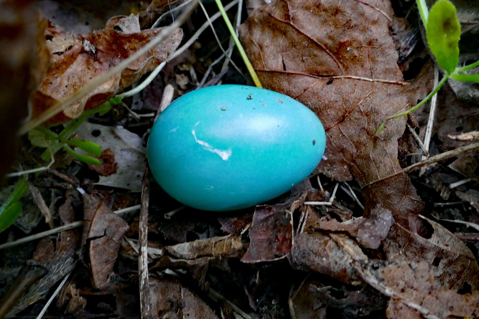  A Robin’s egg lying on the ground 