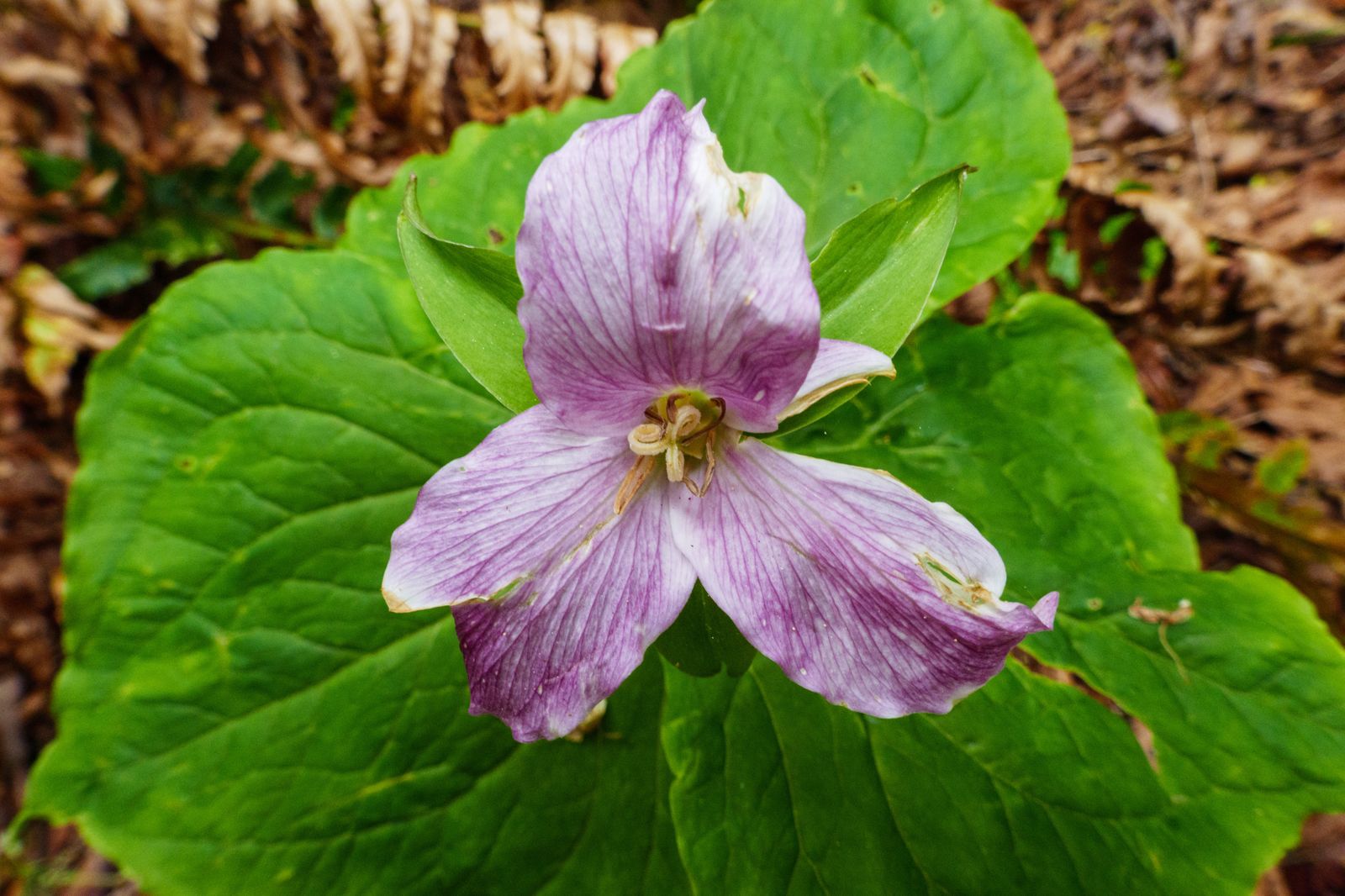  One of many Trillium flowers seen along the way 