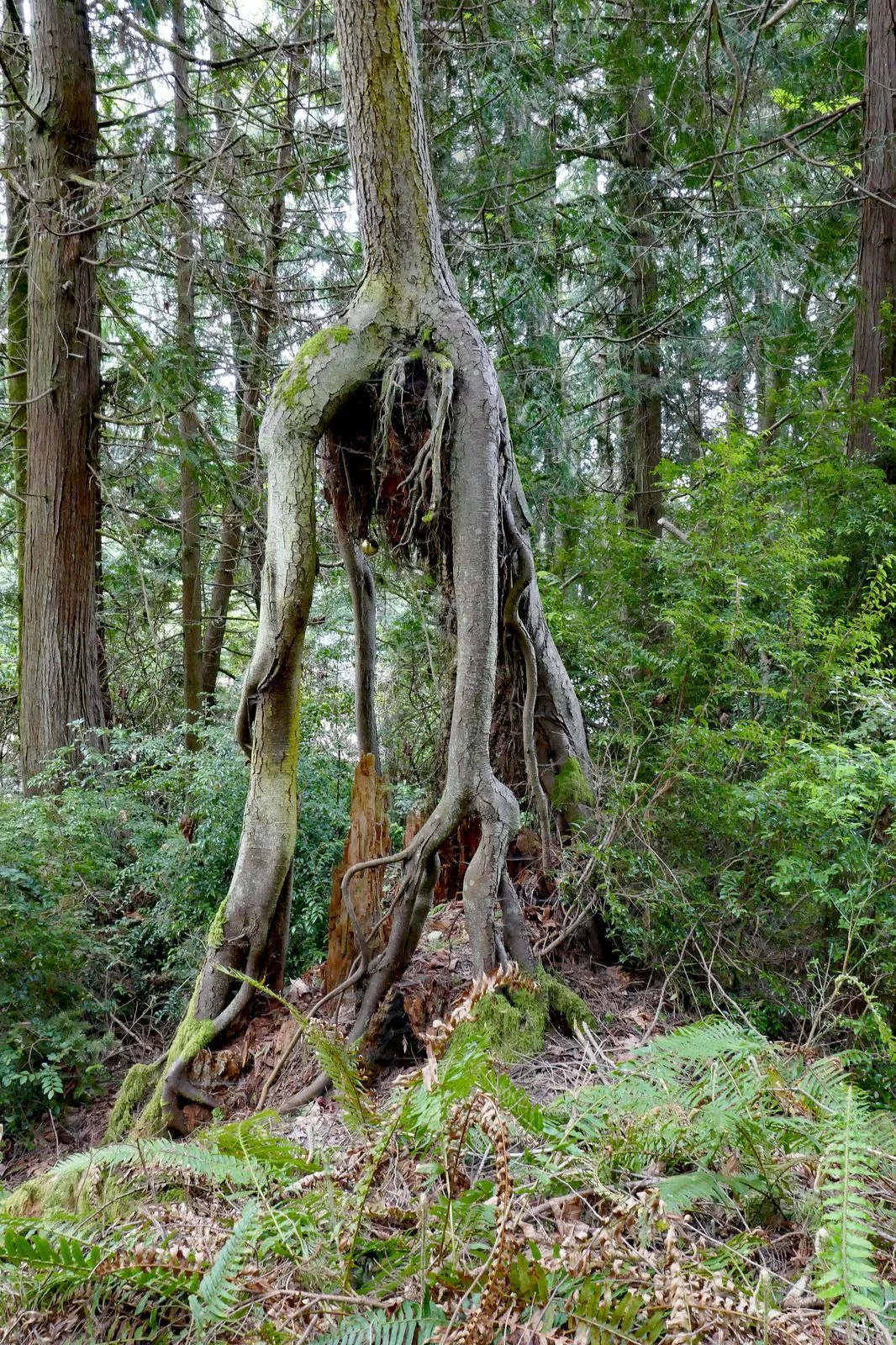 30 foot live tree standing on stilts