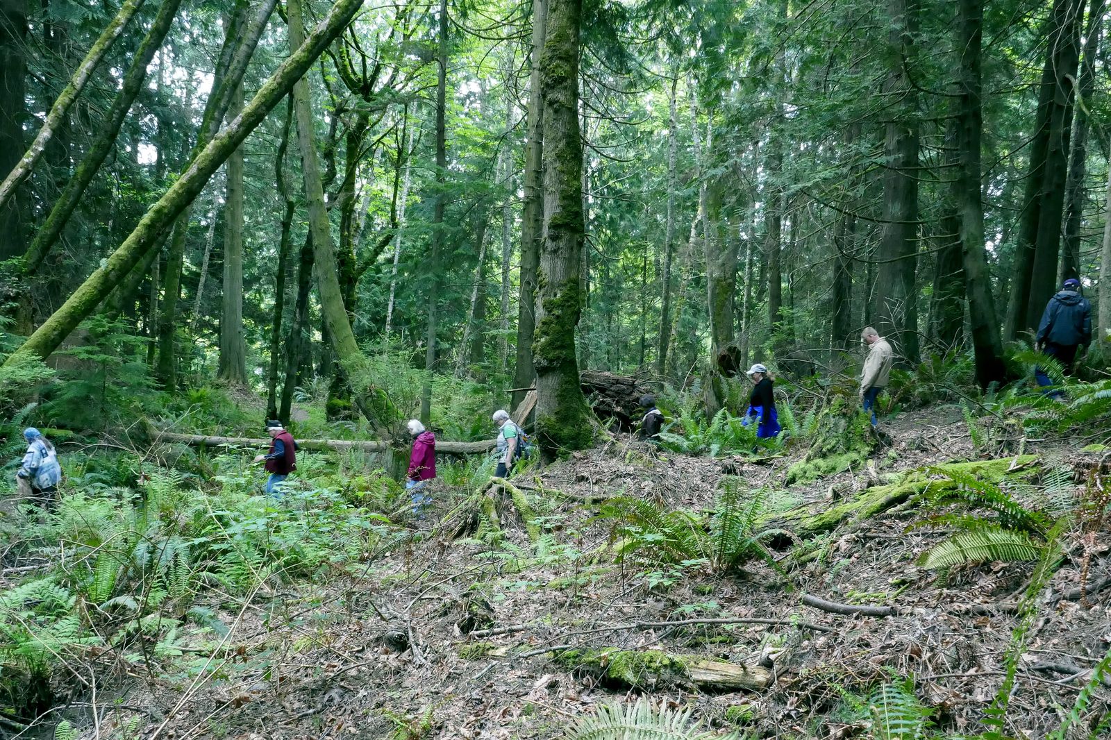  On the Lower Rainier Trail heading back to the starting point 