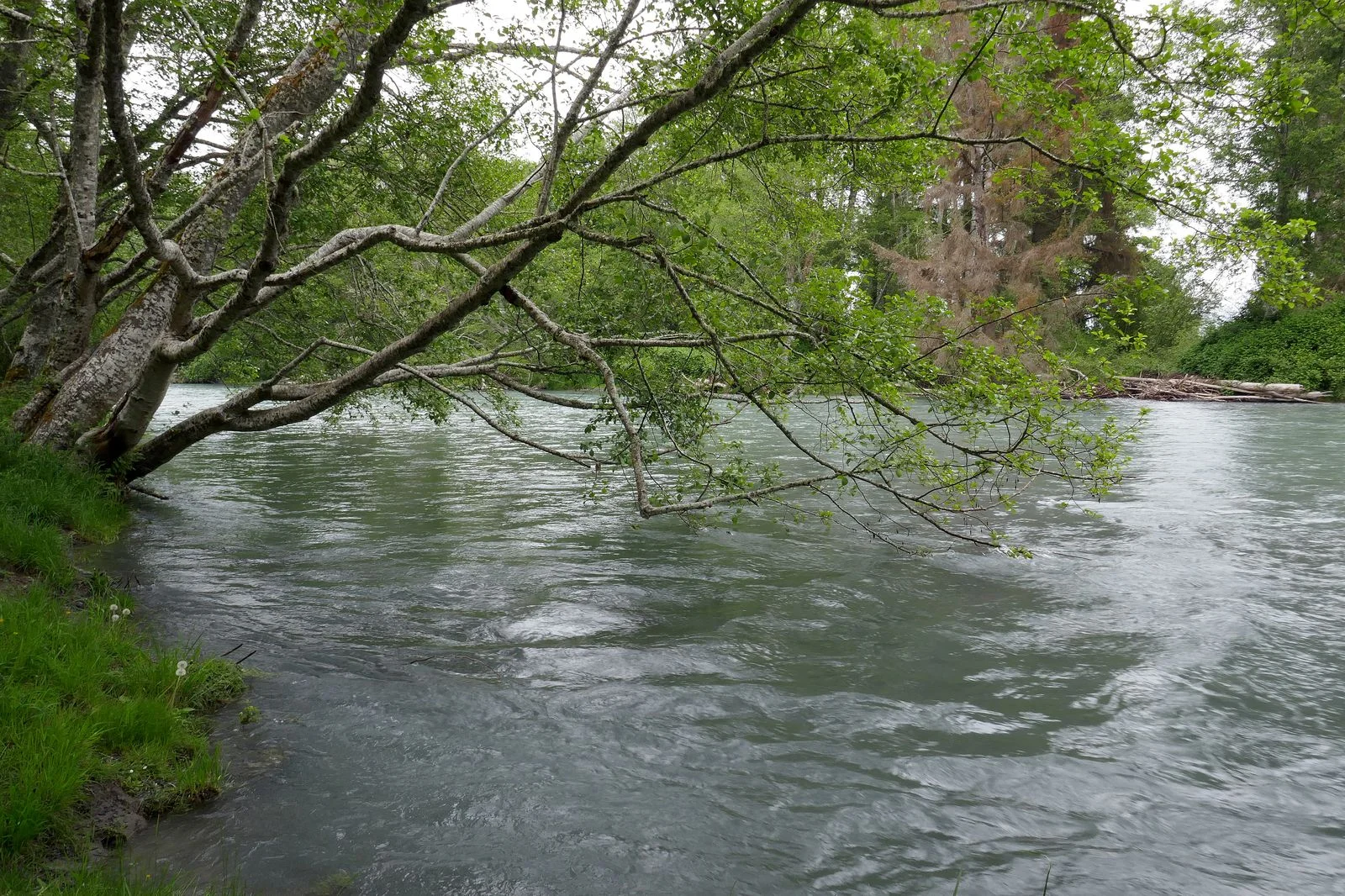 The Dosewallips River was running high
