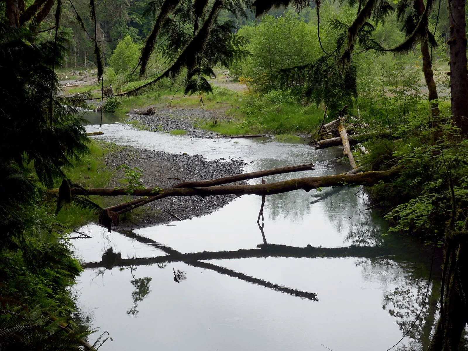 A side channel of the Dosewallips River by the trail