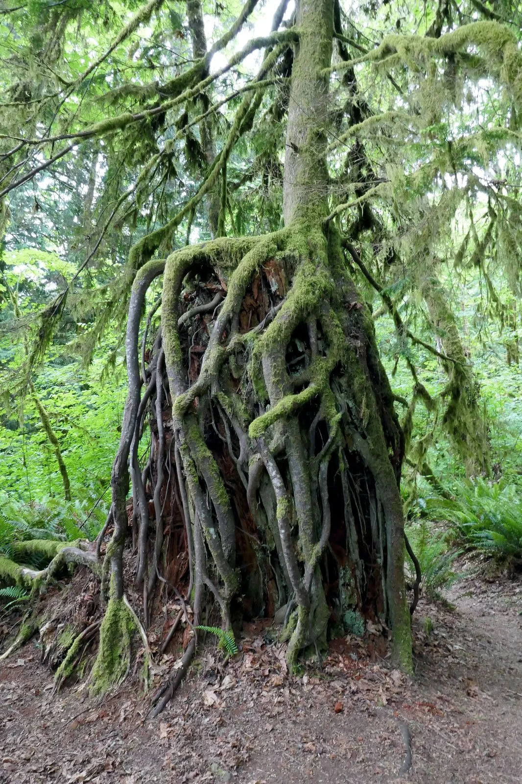 A living tree 10 feet off the ground with roots surrounding a stump
