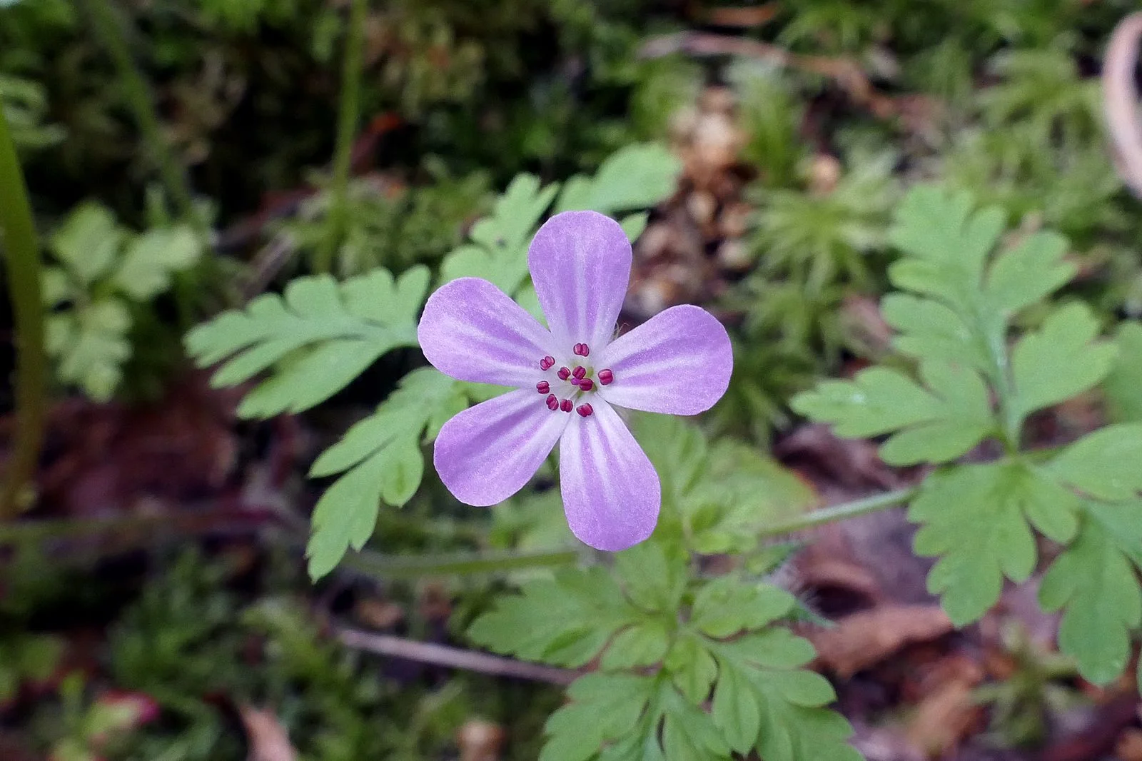 Pretty flower -- Herb Robert flower