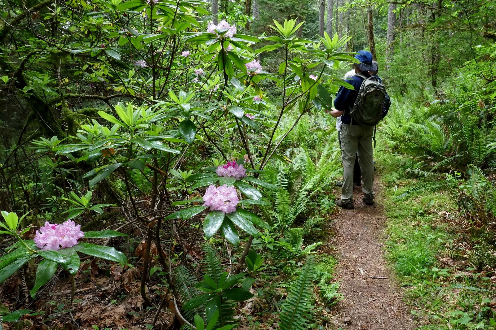 More Rhodies along the way