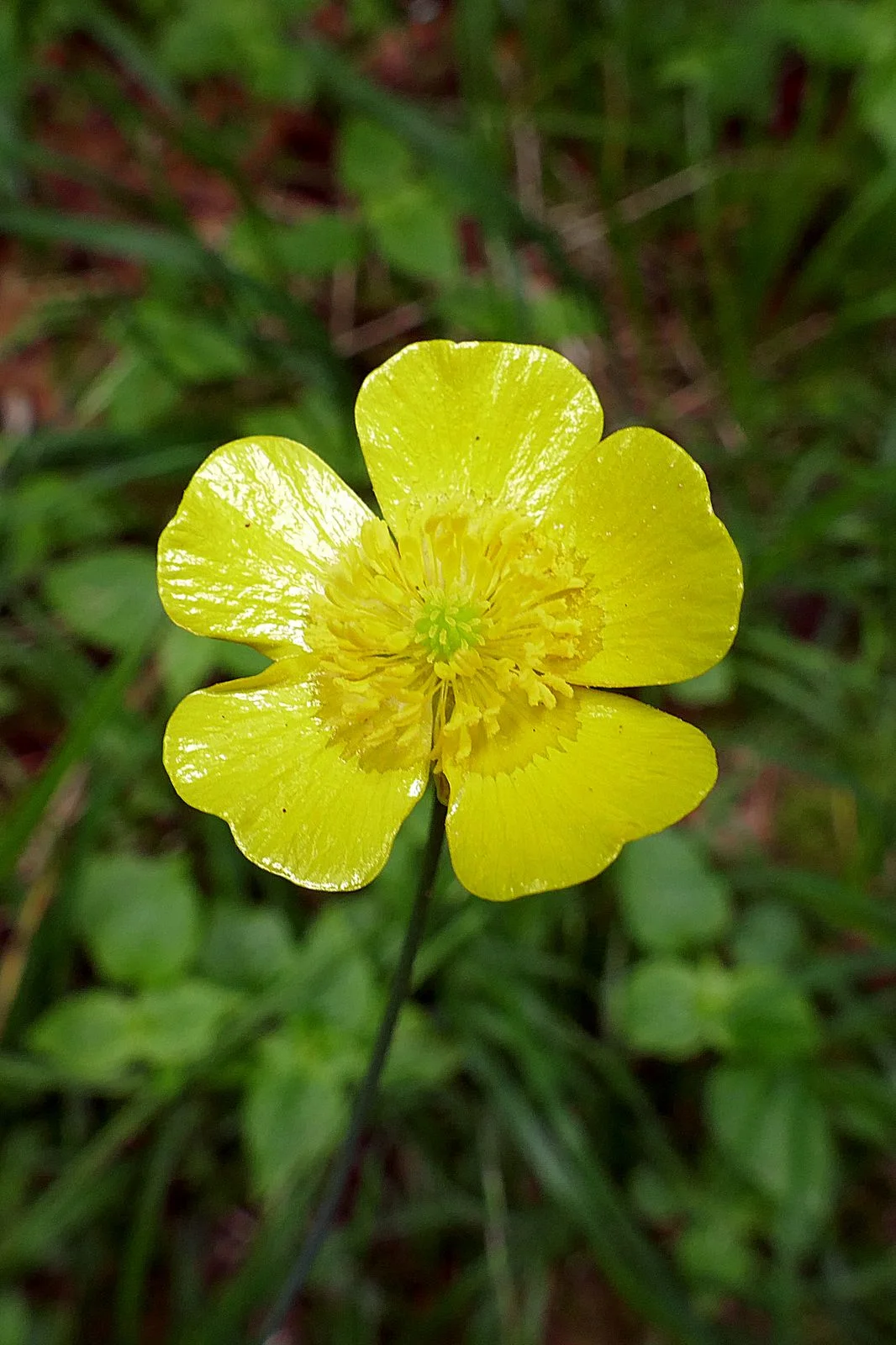 A pretty little flower -- Plantain-leaf Buttercup