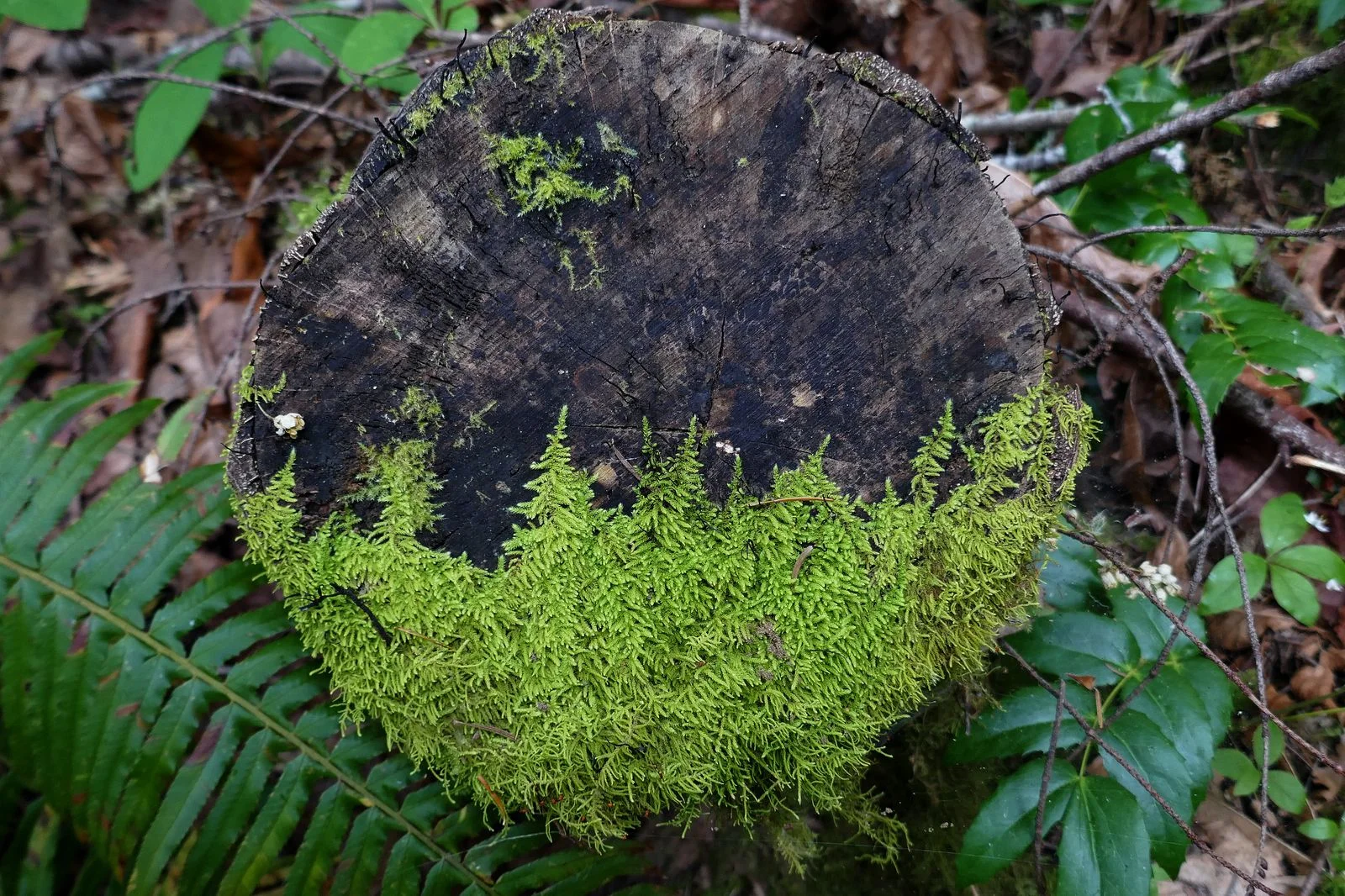 This looks like a tree line on a hilltop