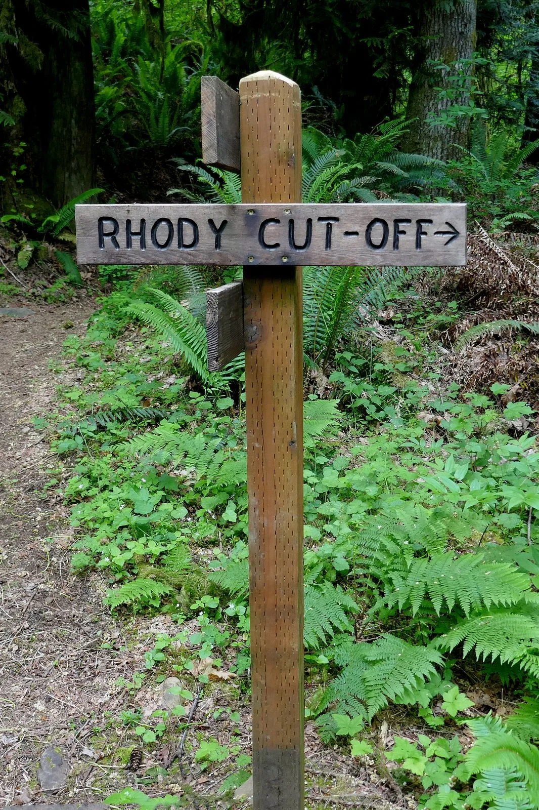 We finished the Steam Donkey Trail and begin the Rhody Cut-off Trail