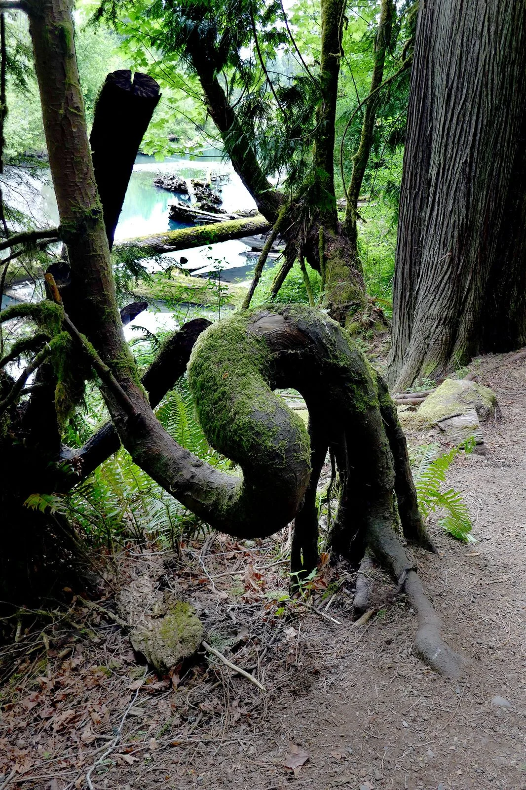One mixed up tree-- it couldn’t figure out which way is up