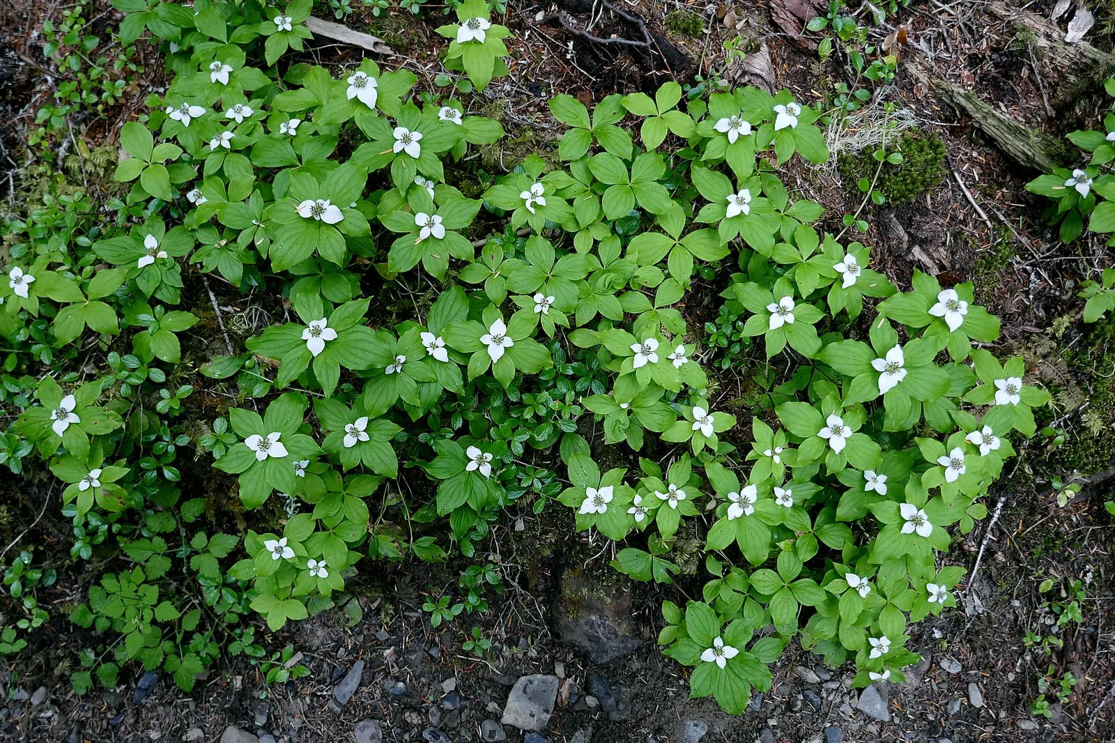 These flowers were all along the way -- Western Bunchberry